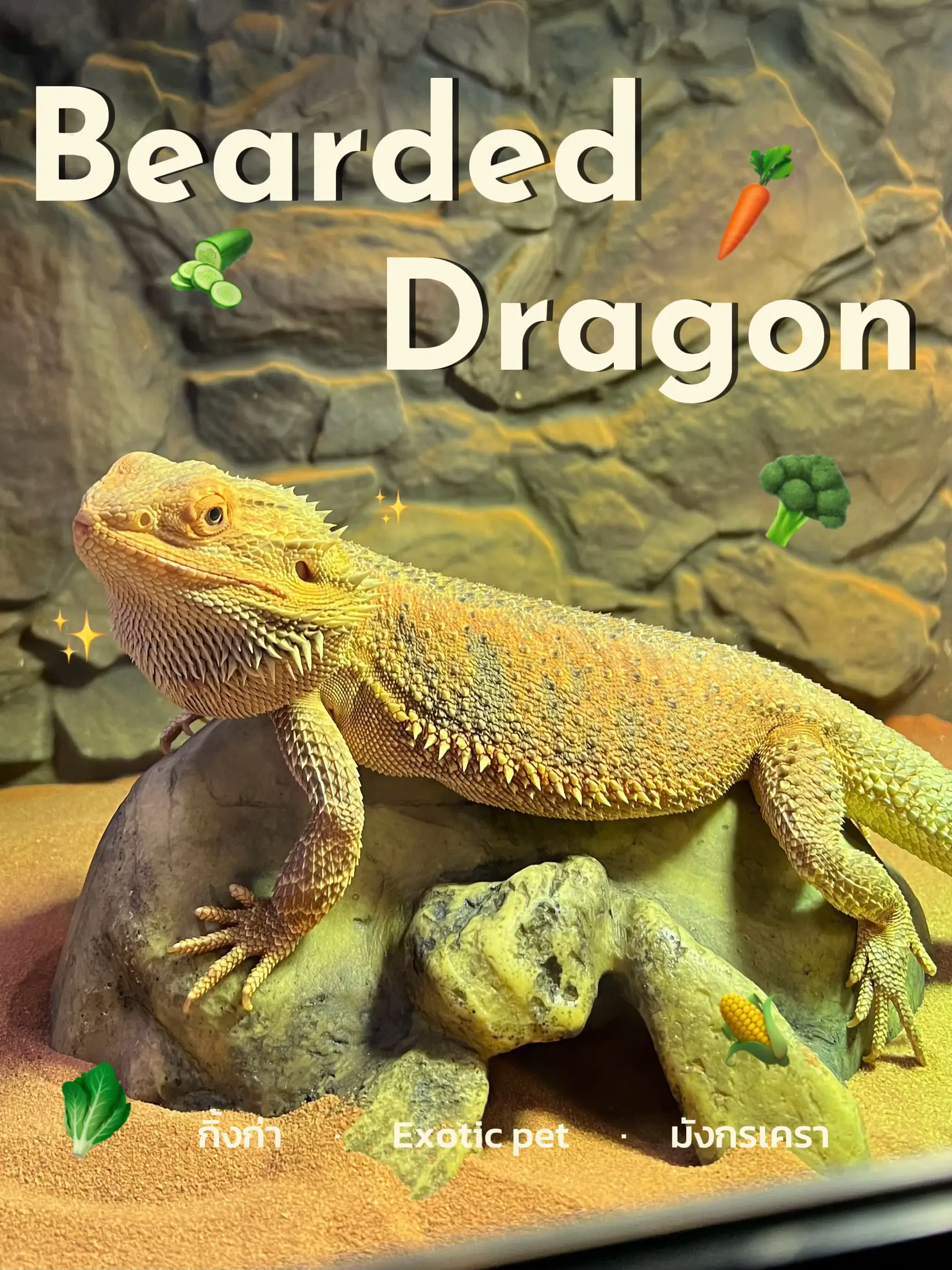 How to raise a bearded dragon