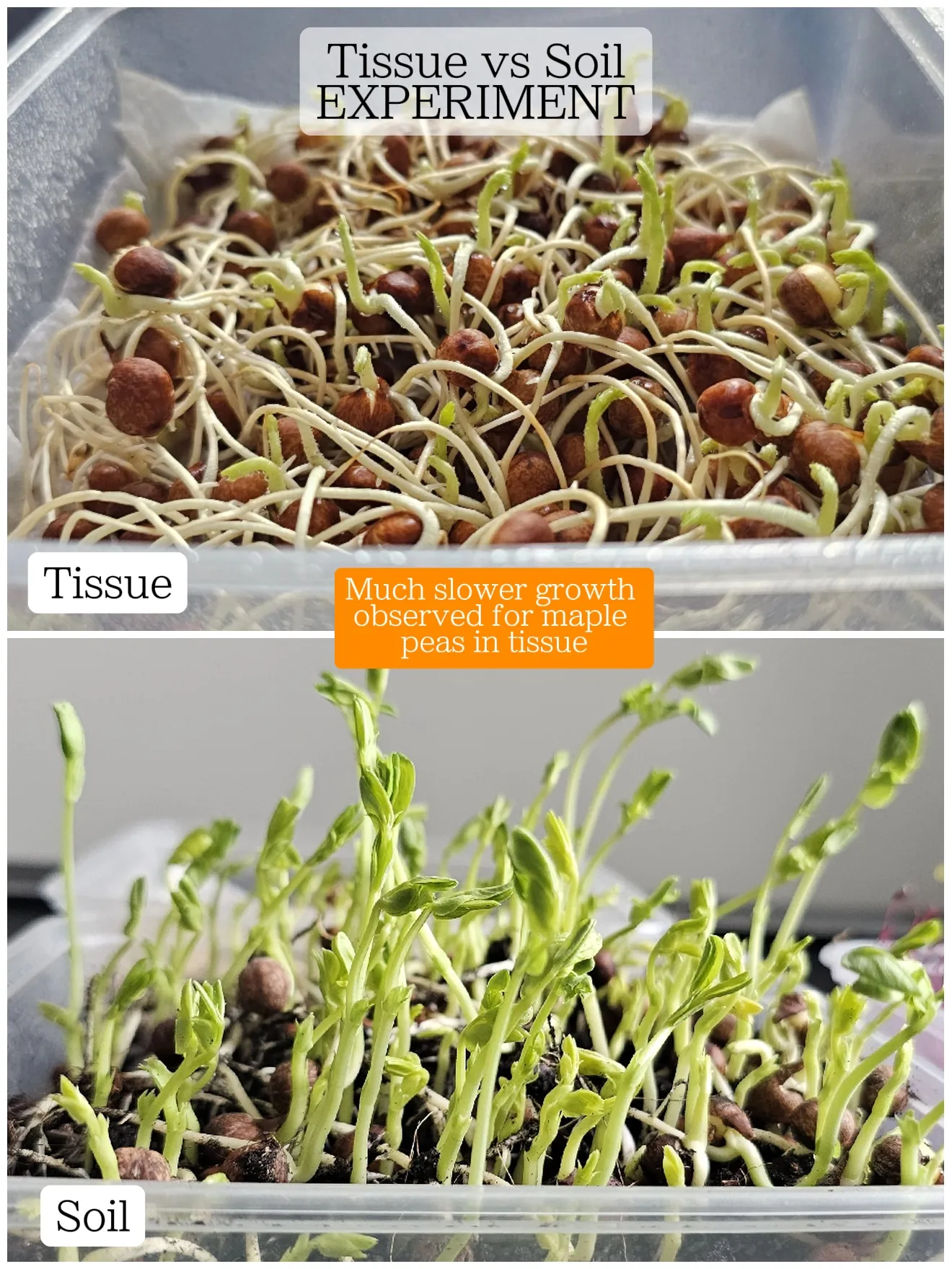 Why and How to Grow Microgreens At Home ~ Homestead and Chill