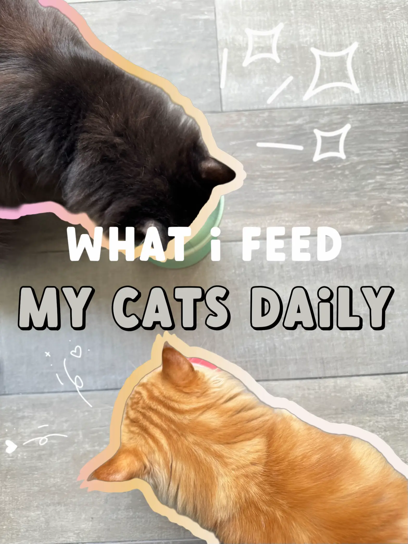 Can i feed my cat outlet different brands of food