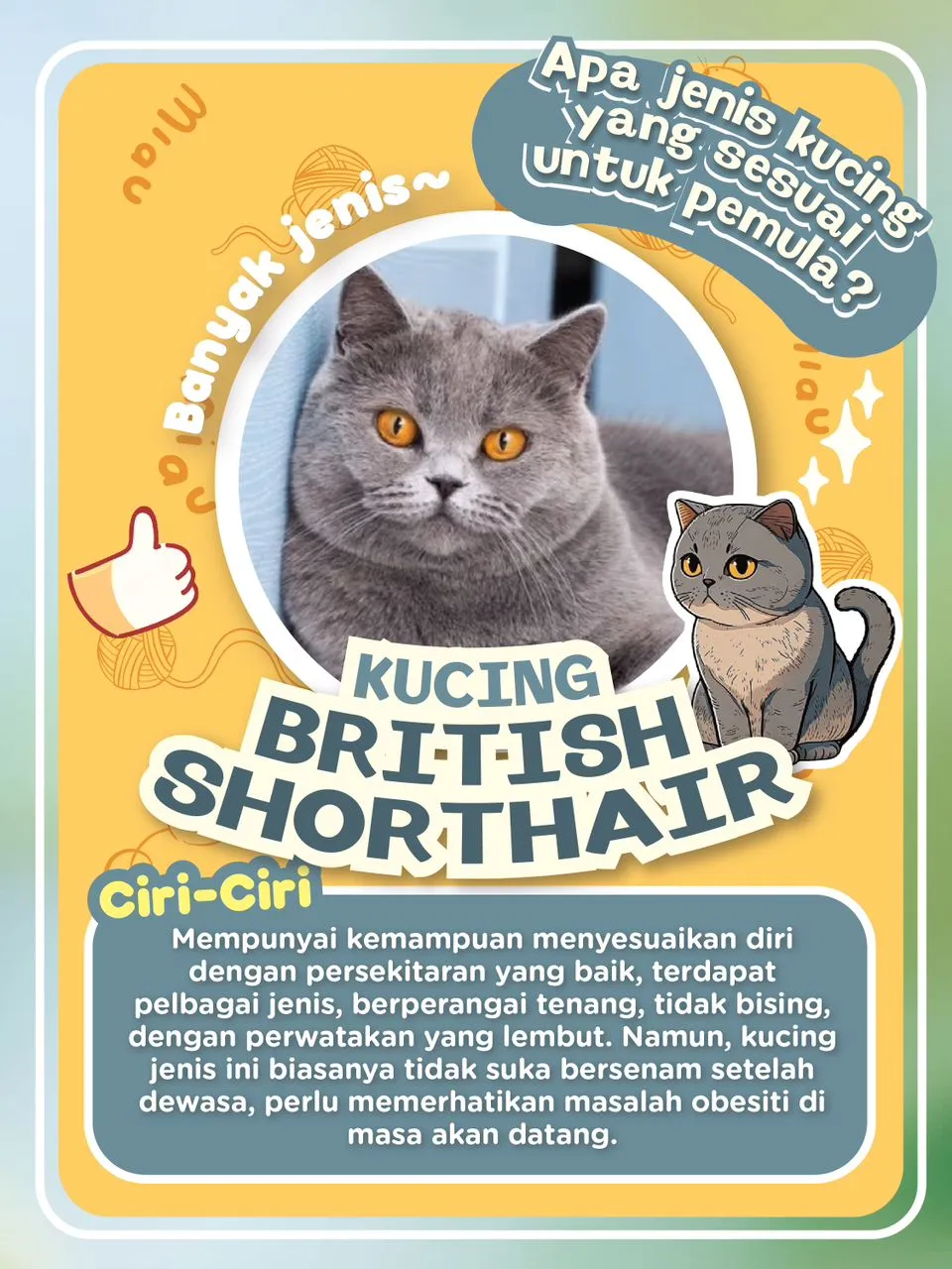 apa jenis kucing sesuai untuk pemula？🥰 Galeri diposting oleh Kucingku