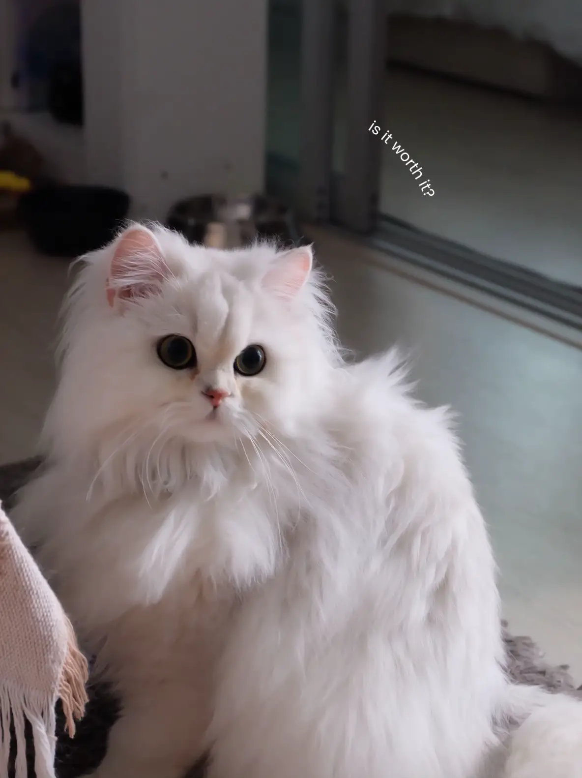 猫がソファを傷つけないようにする方法🐈🛋️🐾 | IMSU .kが投稿した  