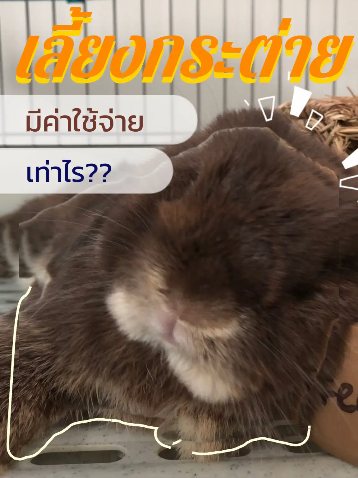 うさぎ」🐇🐰はいくら使いますか? | เจ๋งเป้งว่ะが投稿したフォトブック | Lemon8