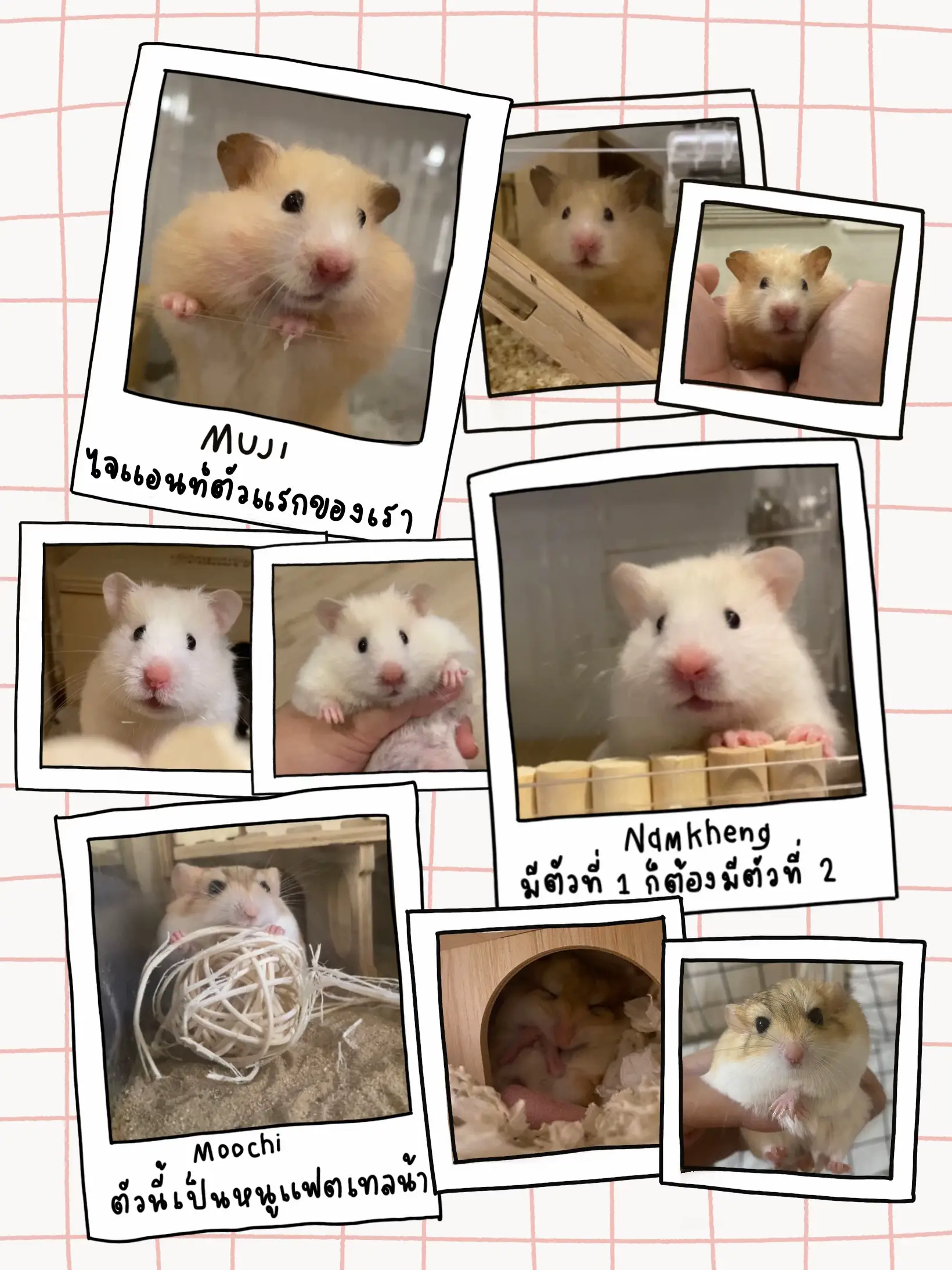 Hamster Life - Android game - So many cute hamsters! Which one of