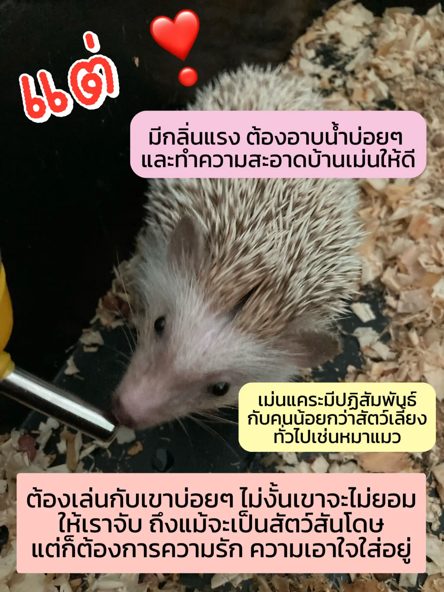 ทำไม😱 ต้องเลี้ยงเม่นแคระะะ | แกลเลอรีที่โพสต์โดย เจ้าเม่นตัวจิ๋ว | Lemon8