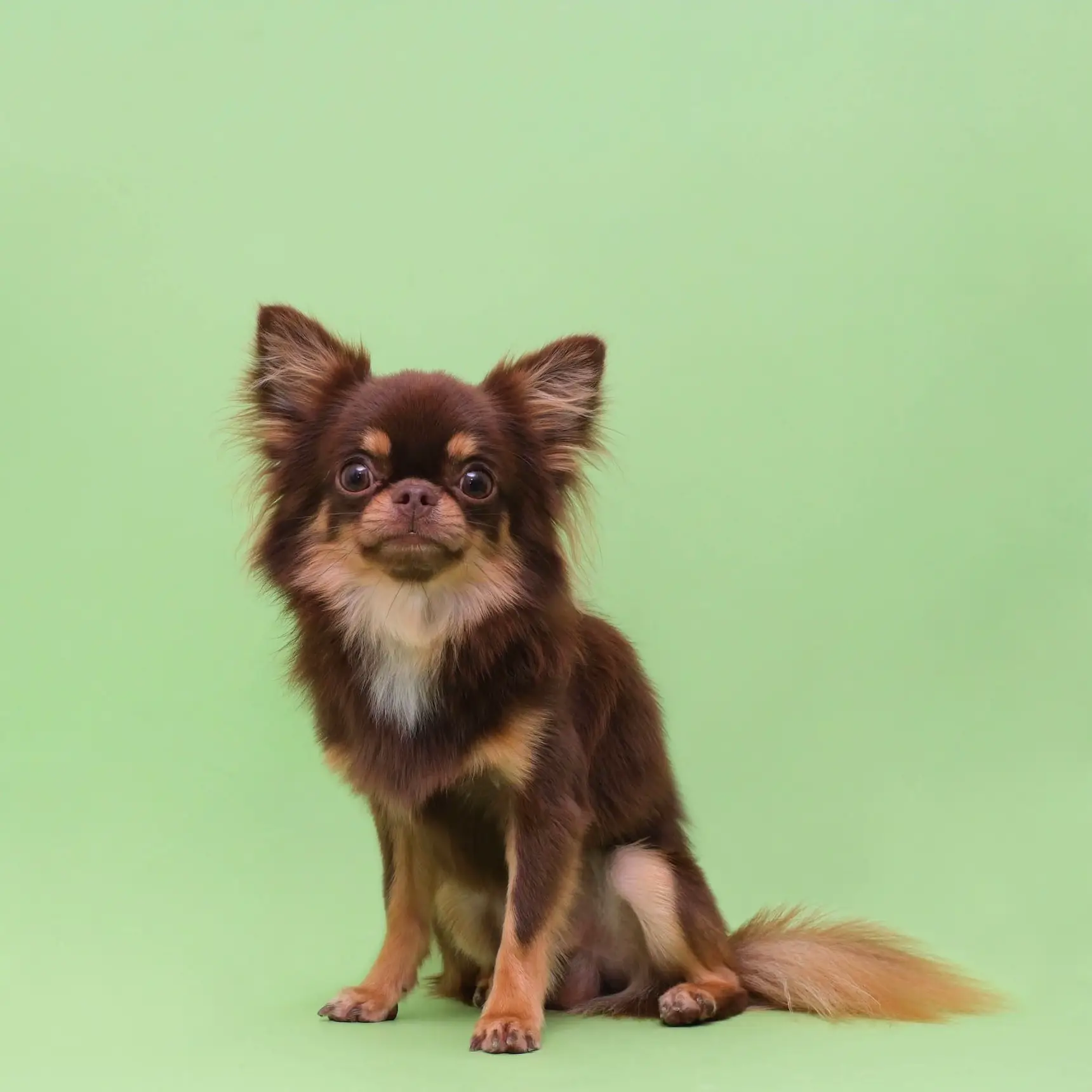 the importance of grooming your ranch dog การค้นหาใน Lemon8