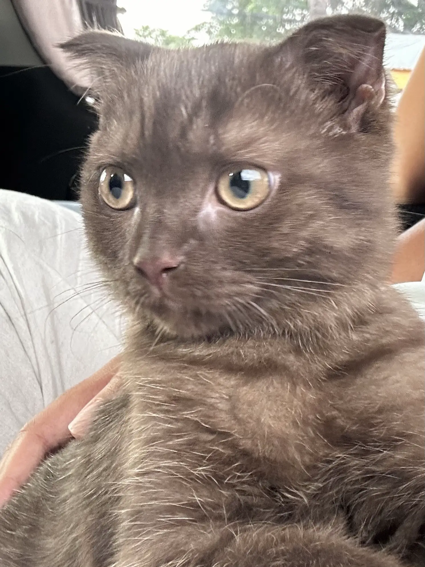 Looks like this? A sincere cat? What to do? You can't keep your face. 🥹