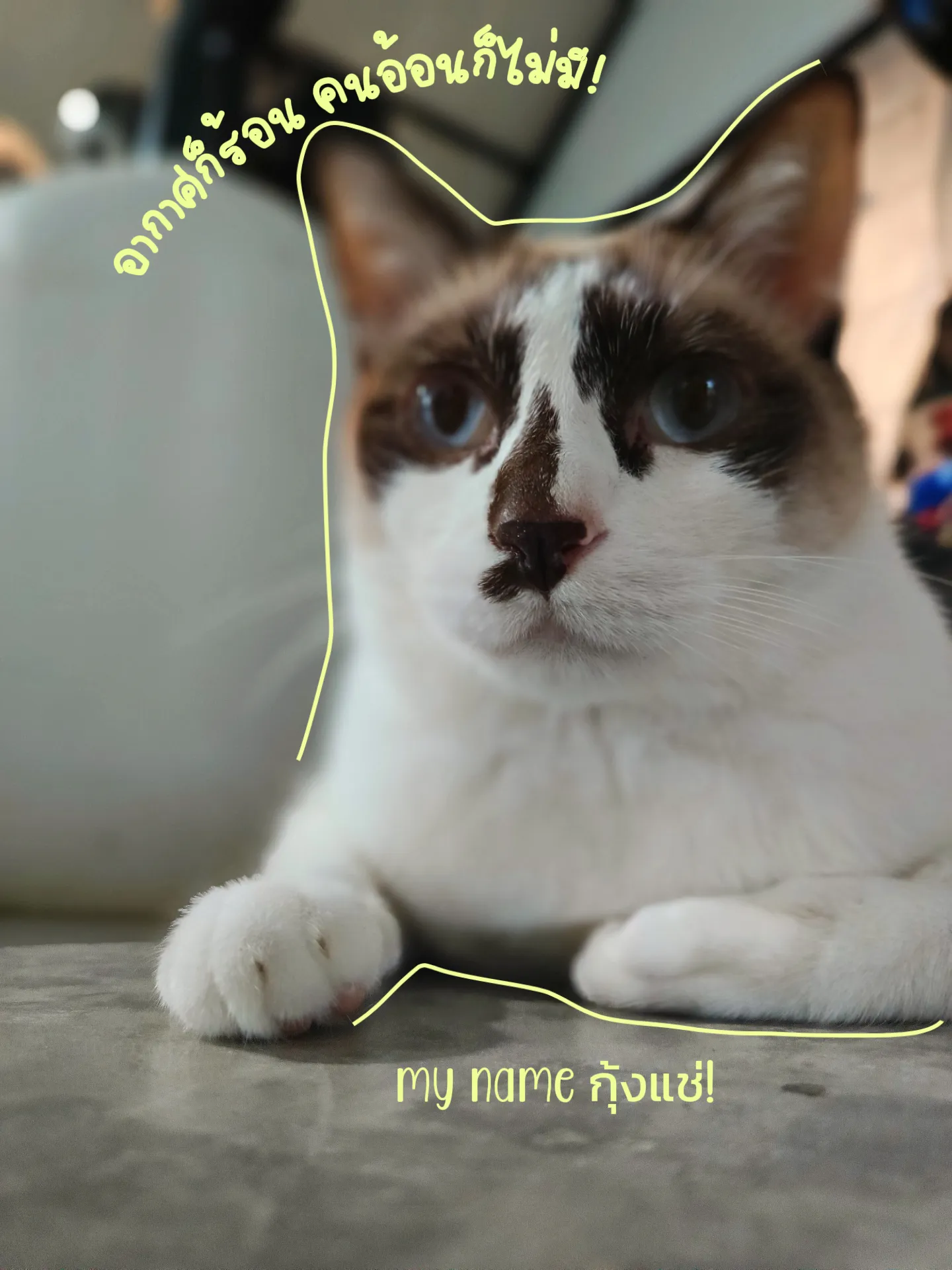 My Kitten Slang การค้นหาใน Lemon8