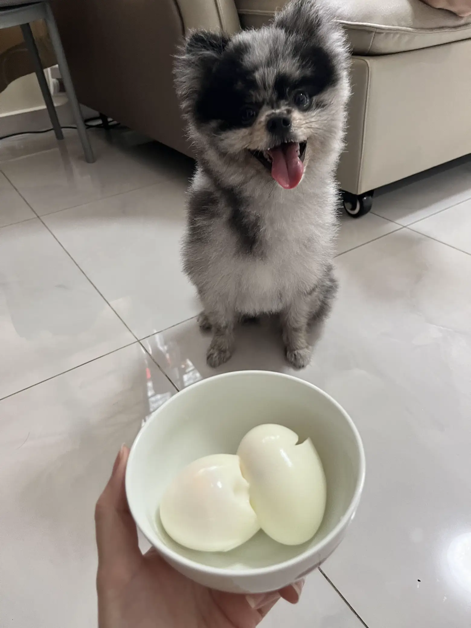 Boiled egg shops is for dog