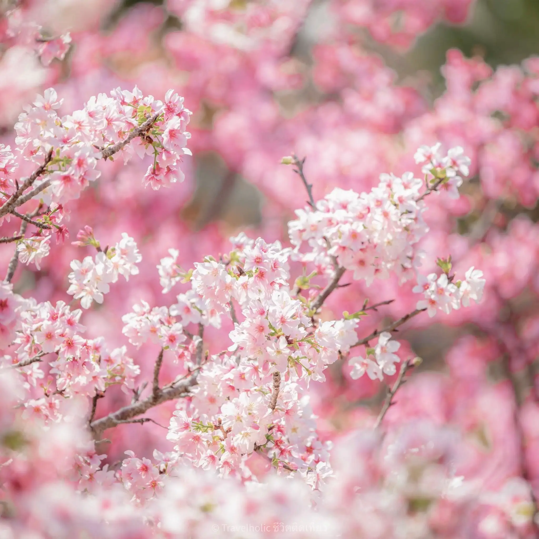 Jinhae Cherry Blossom Festival 2024 Dates การค้นหาใน Lemon8