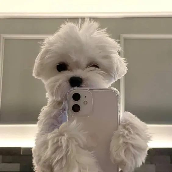 cute funny dog (profile picture)