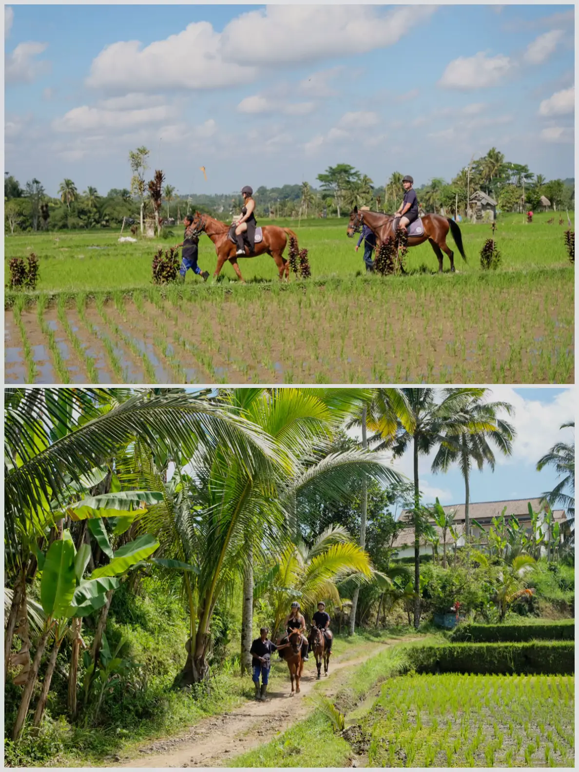 Horseback Riding With Paddy Field Views Gallery Posted By Jing Wei horseback-riding-with-paddy-field-views-gallery-posted-by-jing-wei