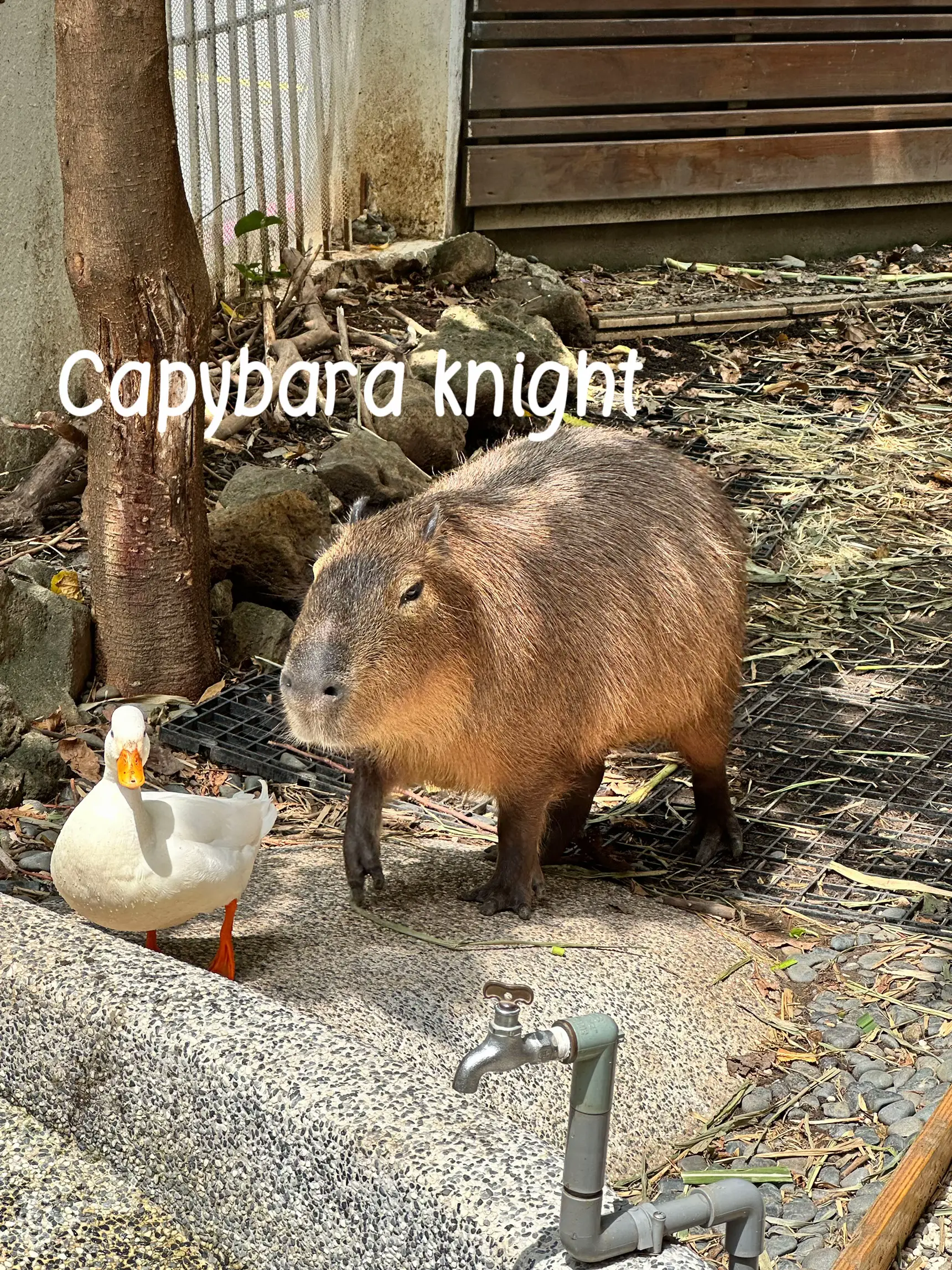 capybara #illustration #art #animals