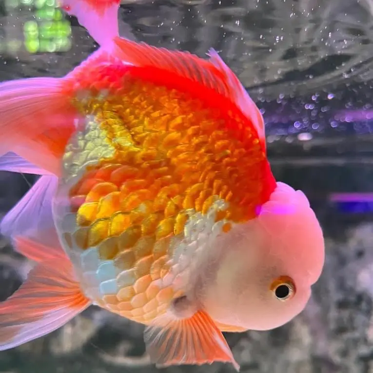 📍Nanyang Fish Farm, Kulai Galeri diposting oleh Daily Johor Lemon8