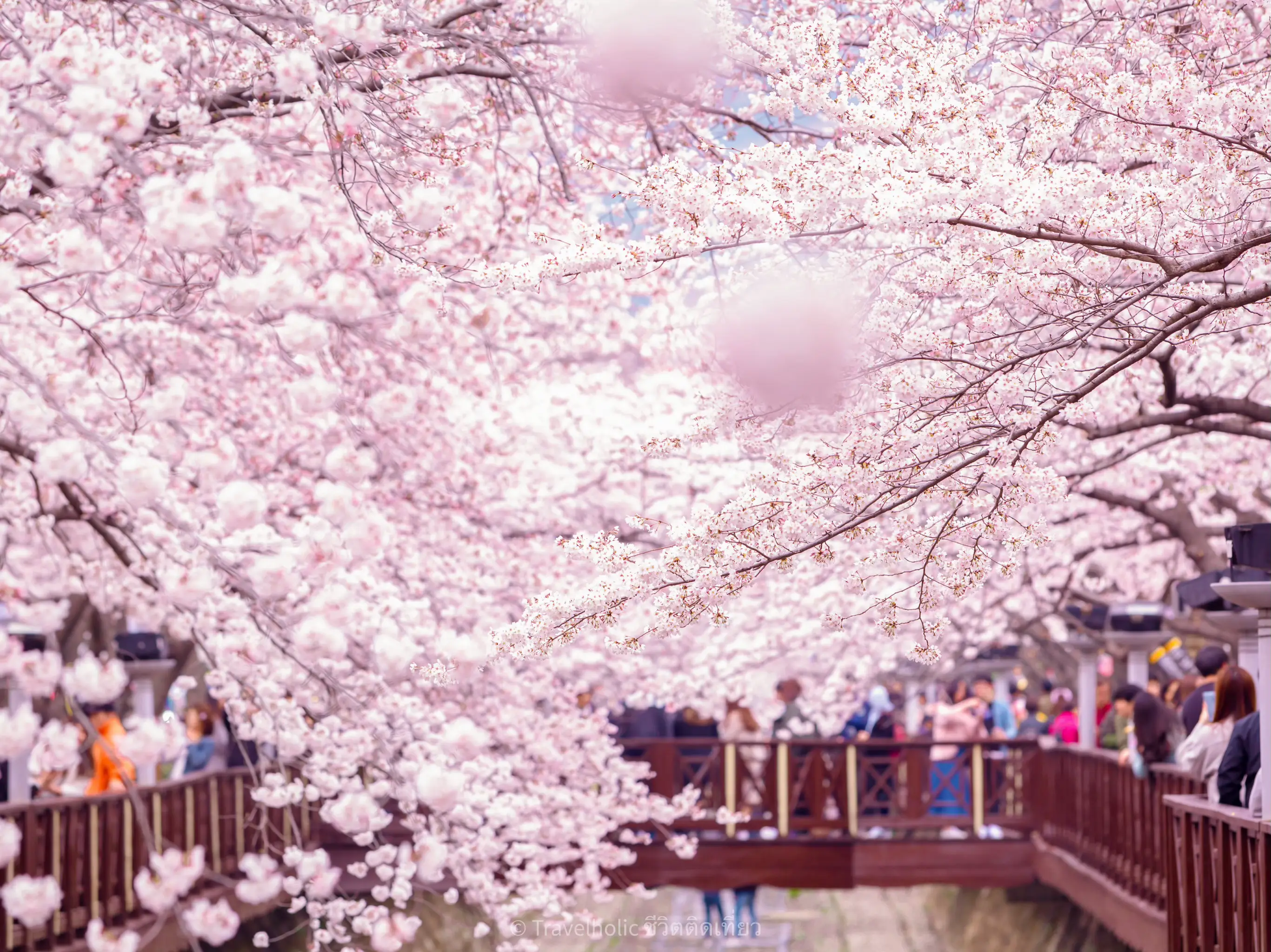 Jinhae Cherry Blossom Festival 2024 Dates การค้นหาใน Lemon8