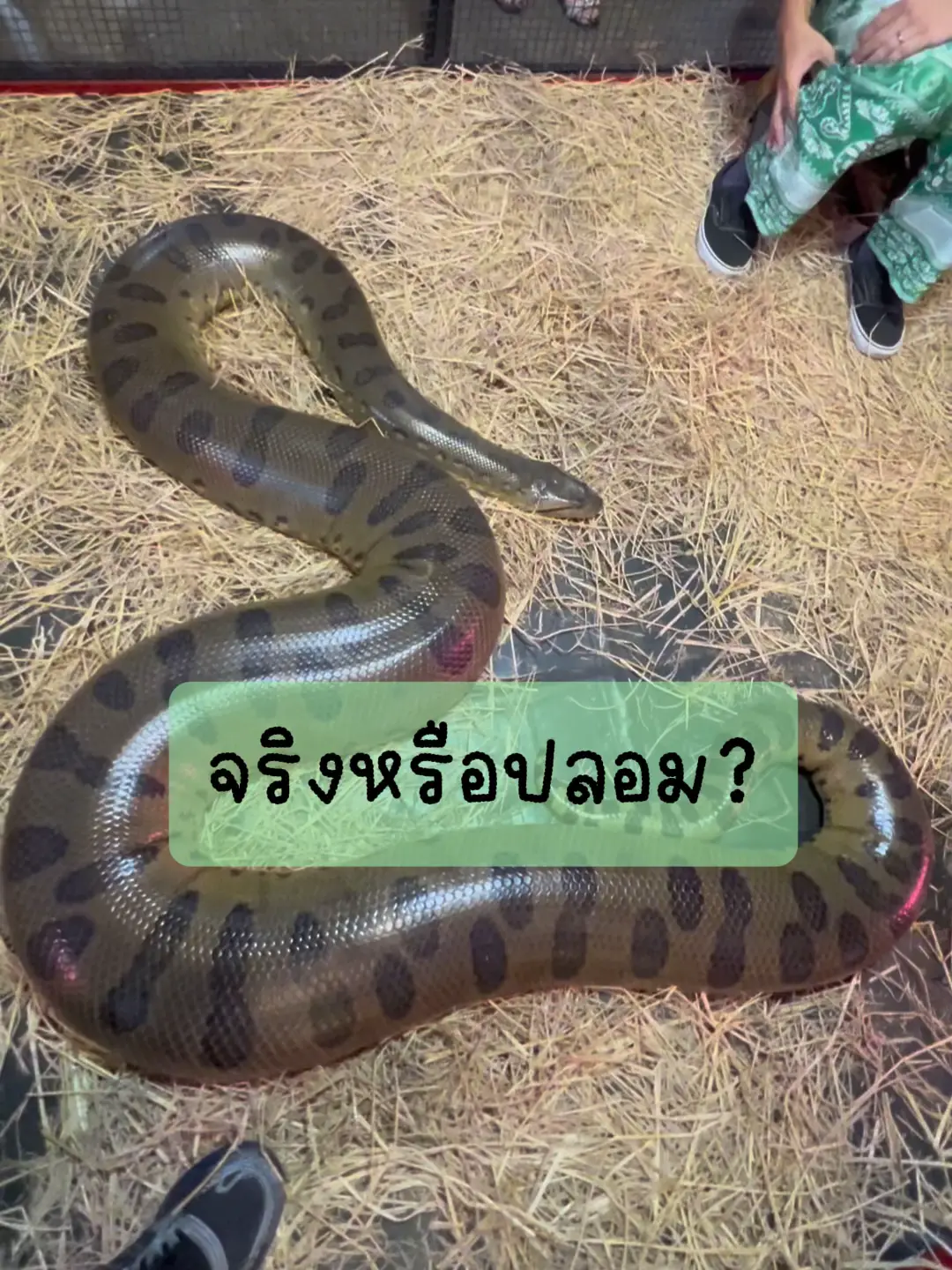 本物のヘビか偽物のヘビか  🐍 | BalconZooの投稿動画 | Lemon8