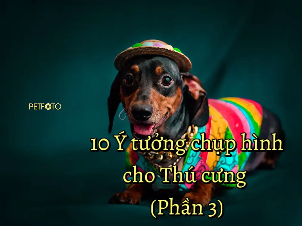 Tạo không khí thoải mái cho thú cưng khi chụp ảnh tổng hợp các concept với