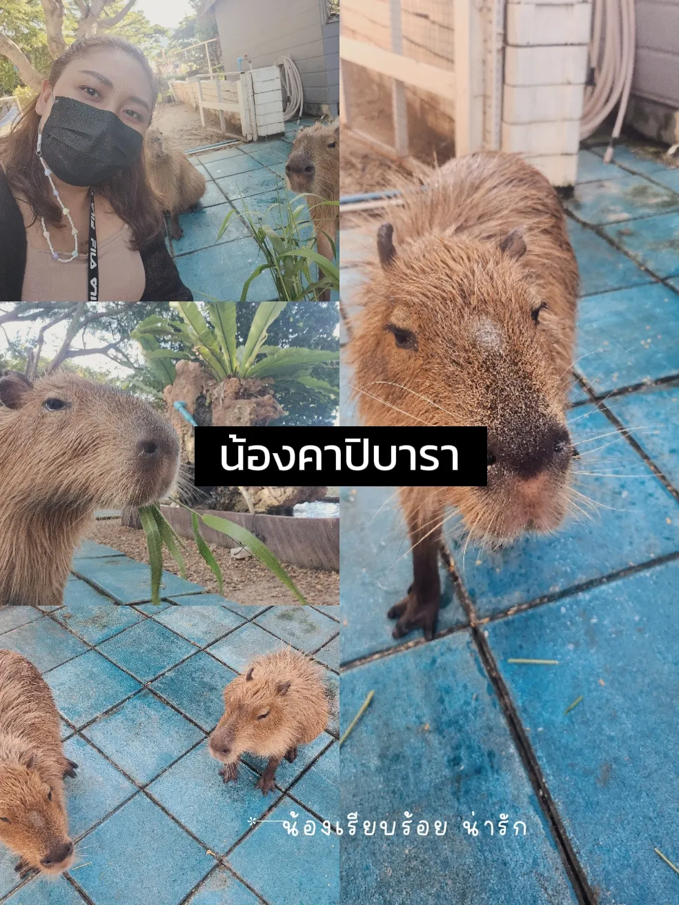 🐫ラクダ以上のラクダがいるラクダ公園に来てください。。。😍✨ | 