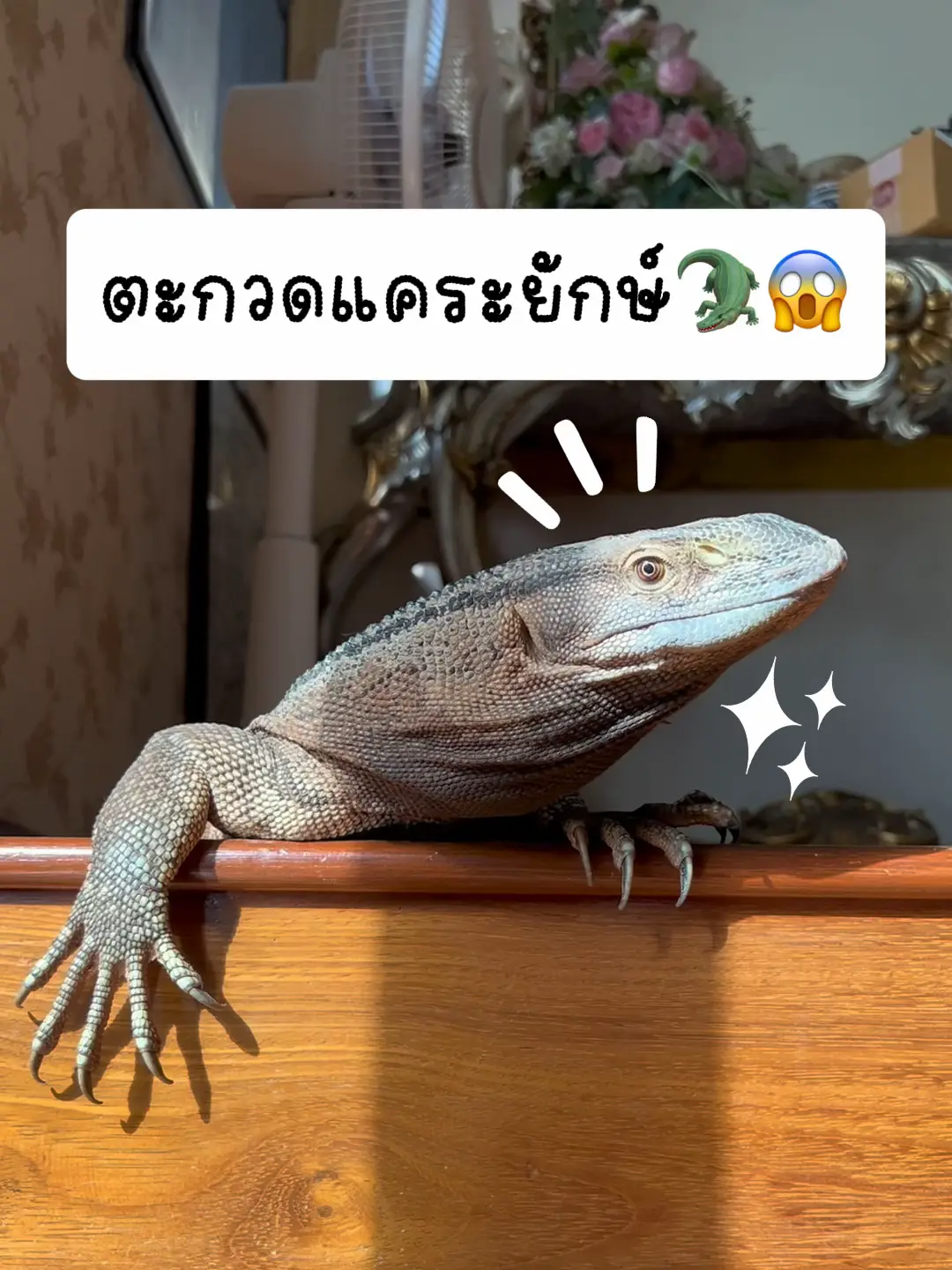 巨大なドワーフトカゲ!? 🐊😱 | BalconZooの投稿動画 | Lemon8