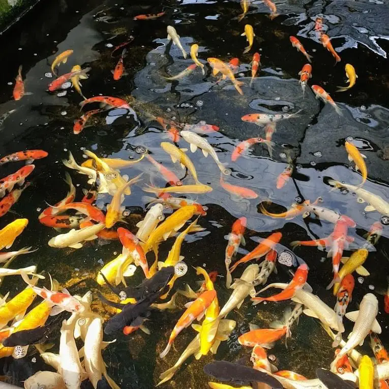 📍Nanyang Fish Farm, Kulai Galeri diposting oleh Daily Johor Lemon8