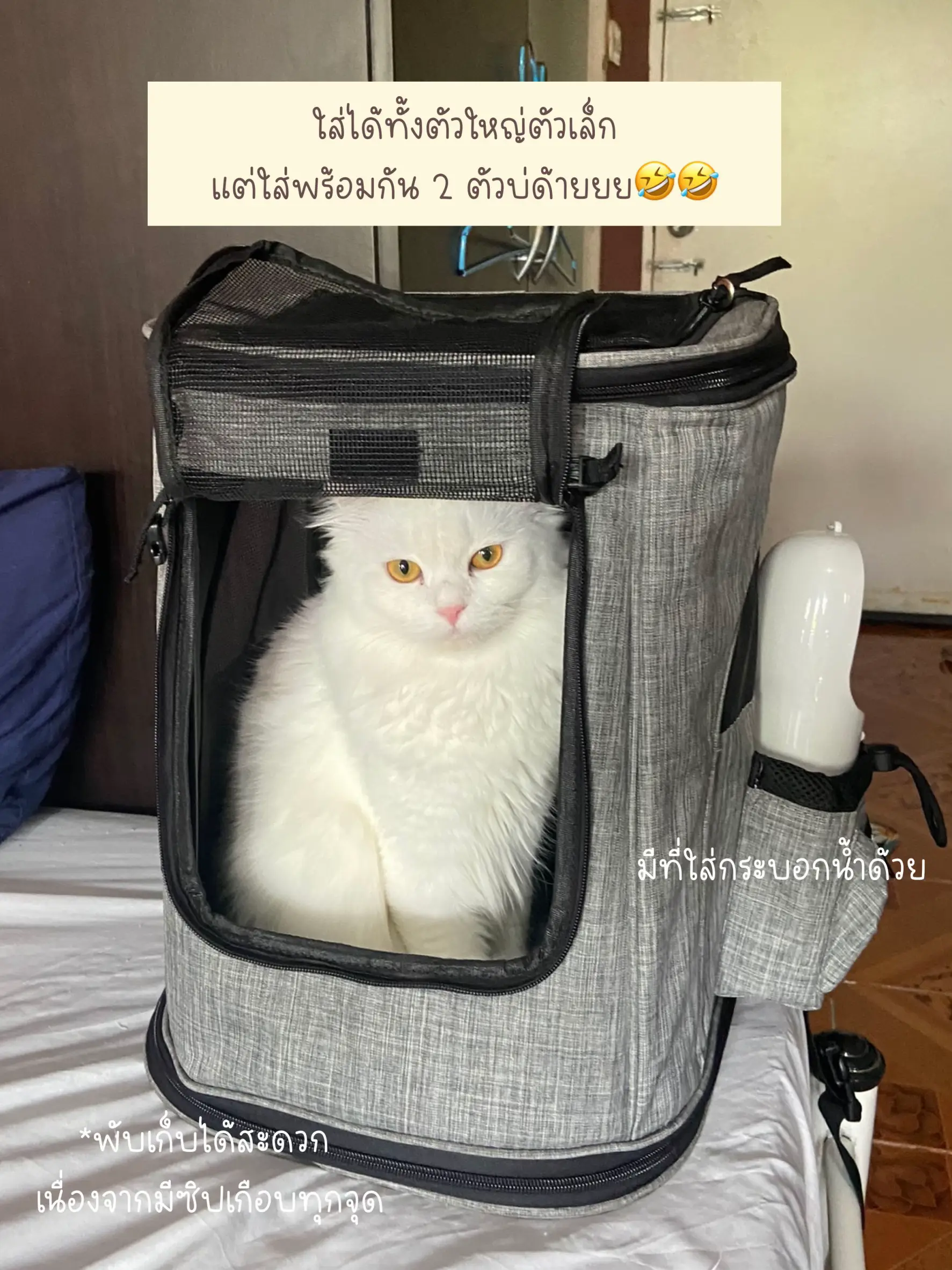 Used cat outlet carrier