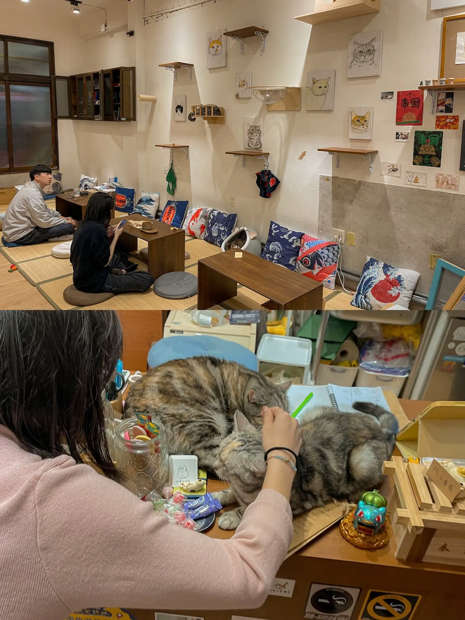 Hulu cafe 🐱 cat cafe in Nan Redemption City Cafe district | Gallery ...