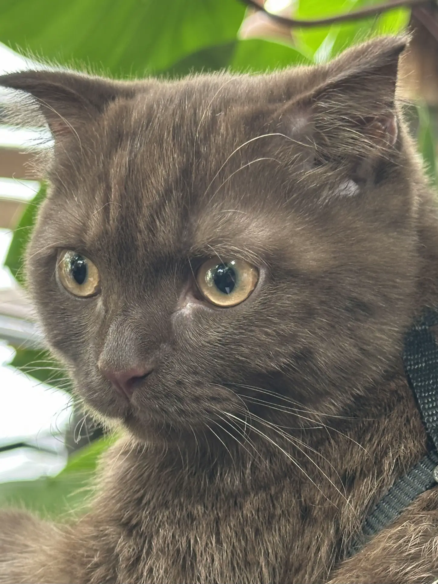 Looks like this? A sincere cat? What to do? You can't keep your face. 🥹