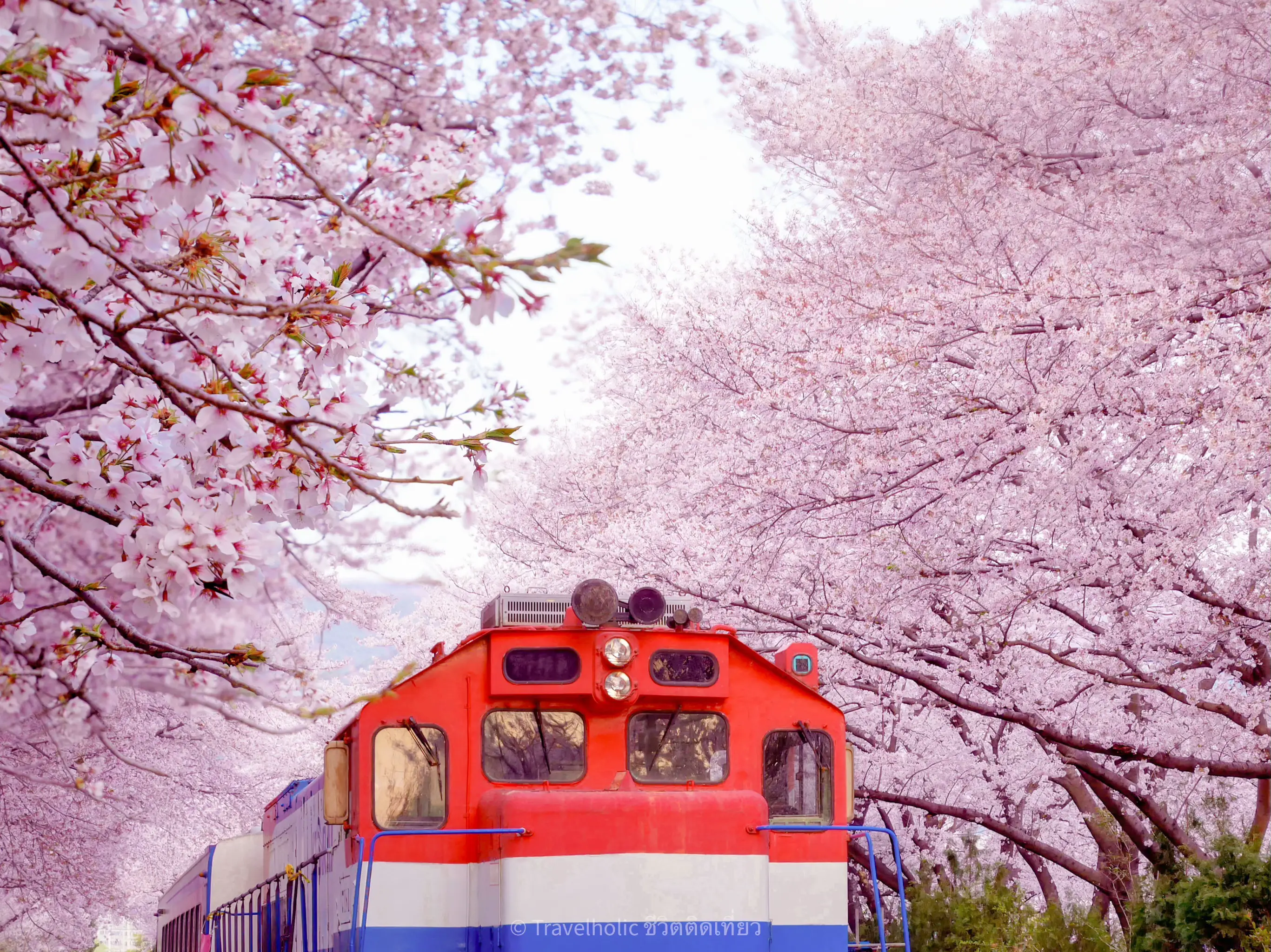 Jinhae Cherry Blossom Festival 2024 Dates การค้นหาใน Lemon8