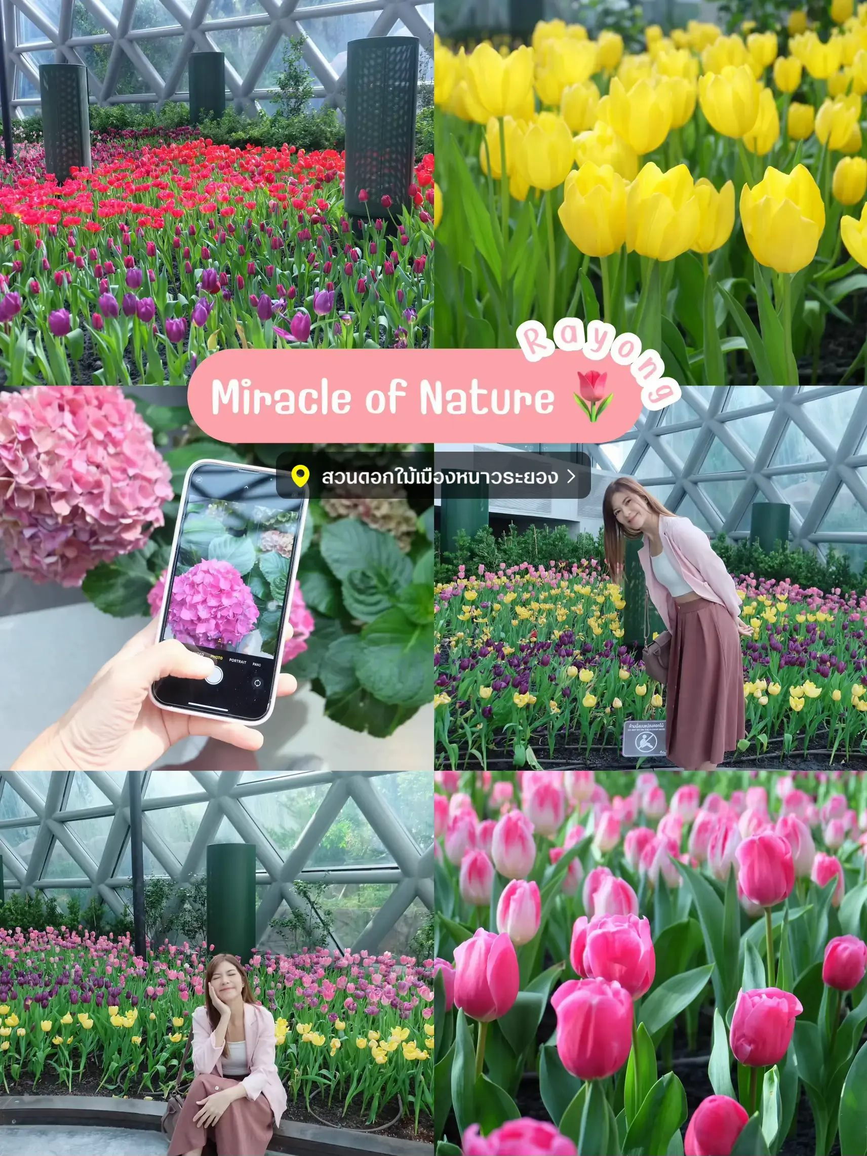ไปเที่ยวทุ่งดอกทิวลิปในโดม 18 องศาที่ระยองกัน 🌷🌷 | แกลเลอรีที่โพสต์โดย ...