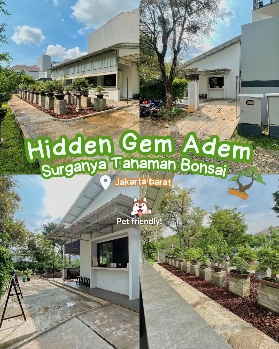 HIDDEN GEM SURGA TANAMAN BONSAI DI JAKARTA BARAT | Galeri diposting ...