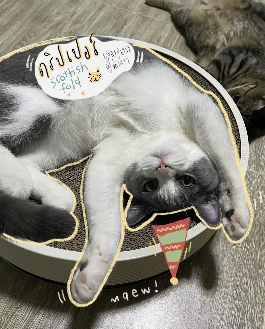 ✨🐱 オリジナルタイトル: Favorite Pet(Cutest)-The Grey Cat of Home |  Biere.titiが投稿したフォトブック | Lemon8