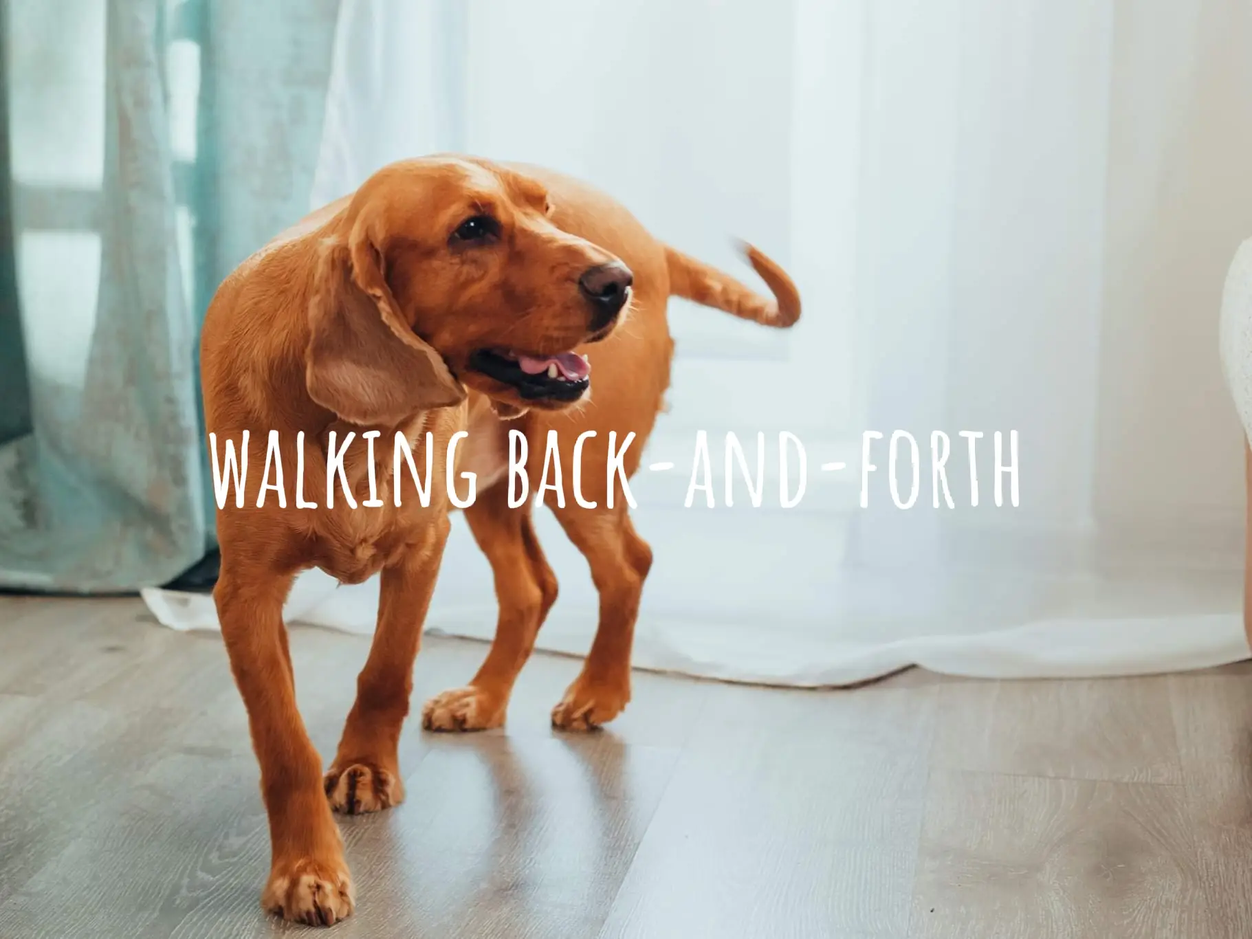 How to Stop Your Dog's Separation Anxiety แกลเลอรีที่โพสต์โดย dokoo