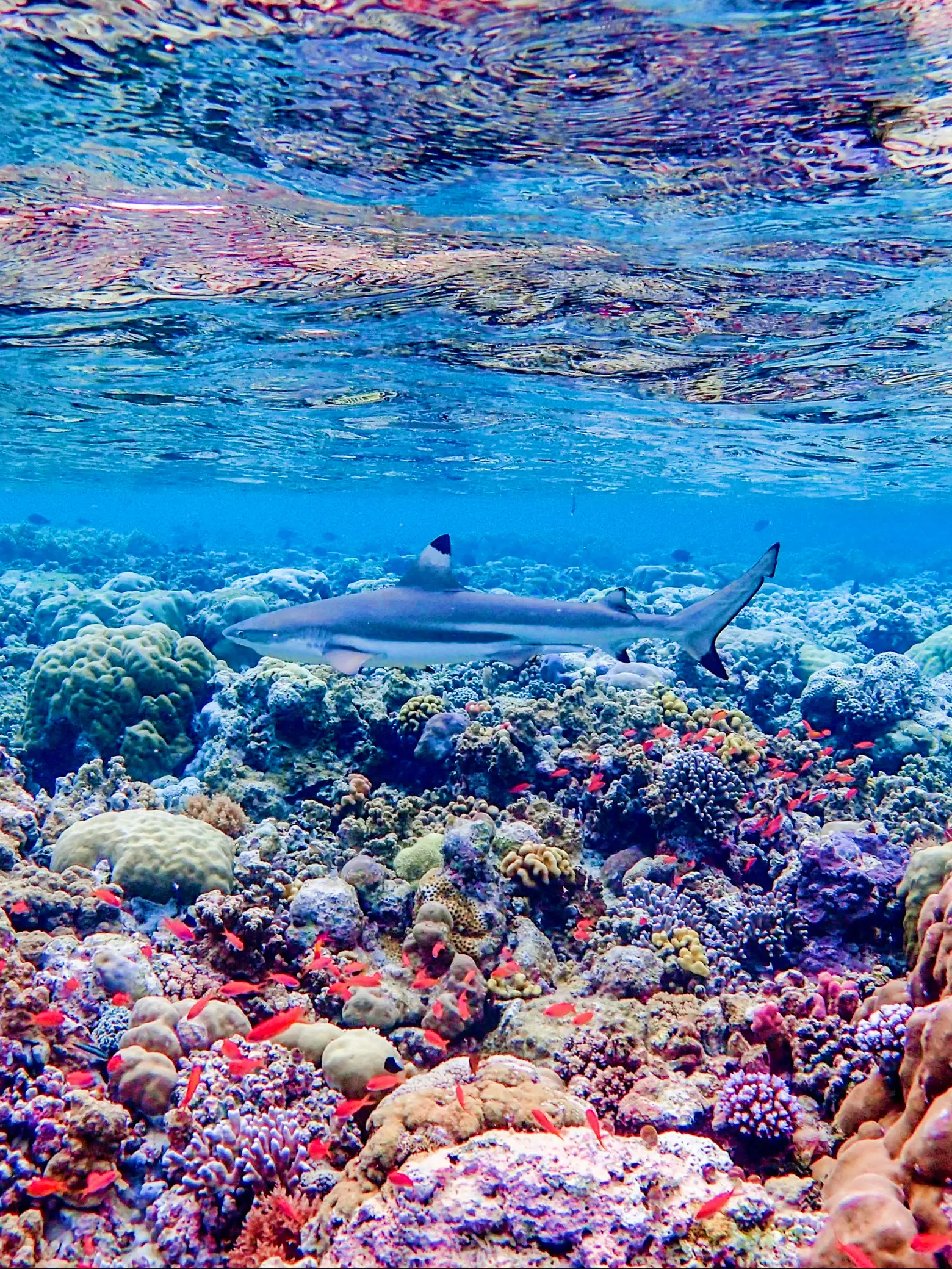 珊瑚とサメ🦈パラオの海🇵🇼 | churaa.kanaが投稿したフォトブック | Lemon8