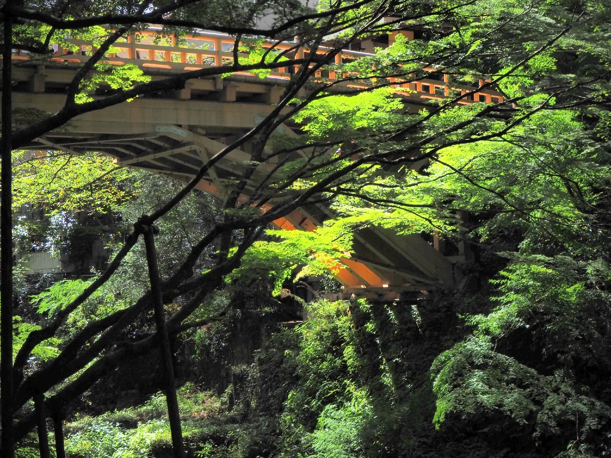 石川県】山中温泉、こおろぎばし❗紅葉は、もっとステキですよ❗ | 石川太郎が投稿したフォトブック | Lemon8