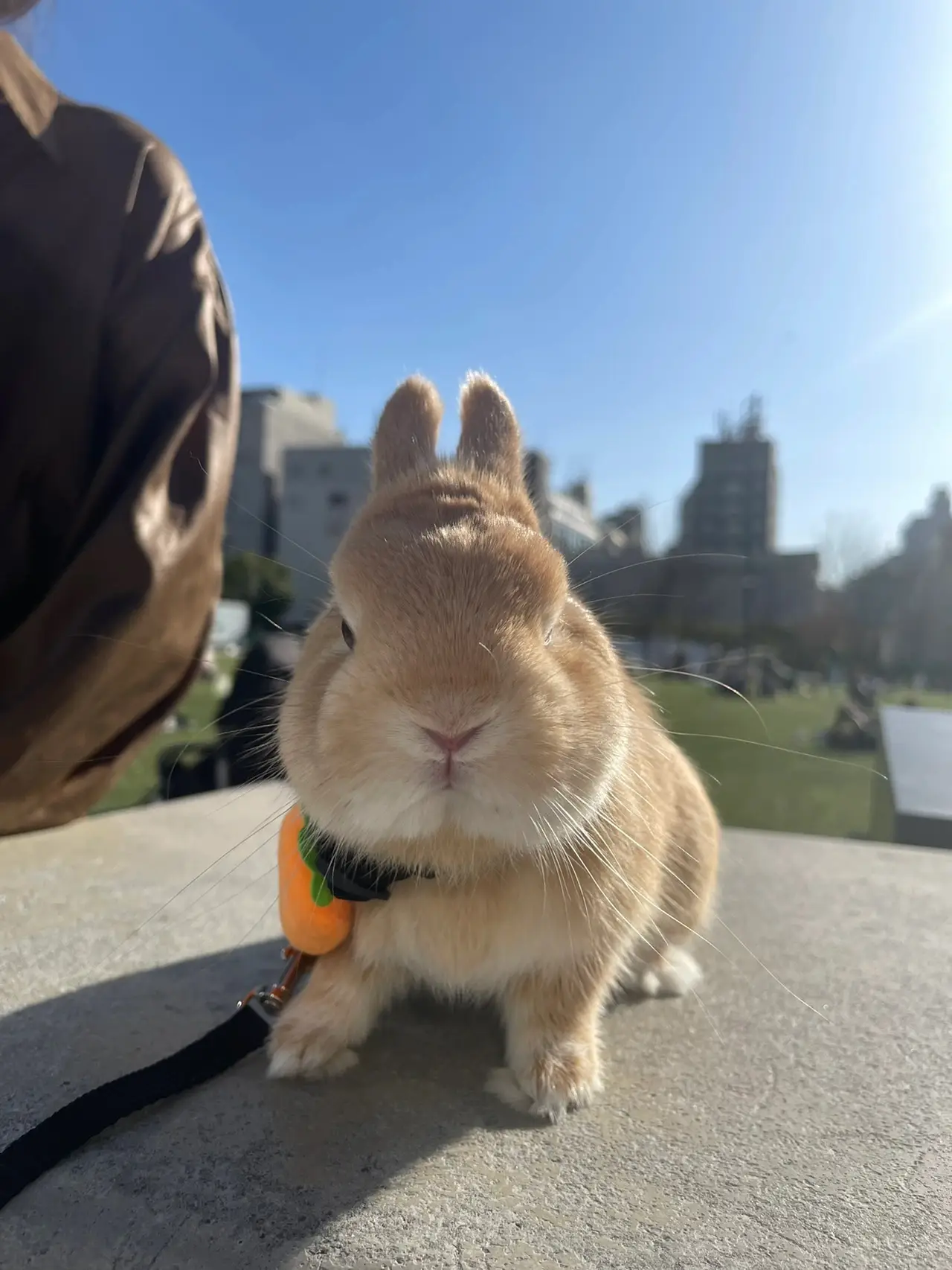 ウサギ&カフェ🐰☕️ | suri🐰が投稿したフォトブック | Lemon8