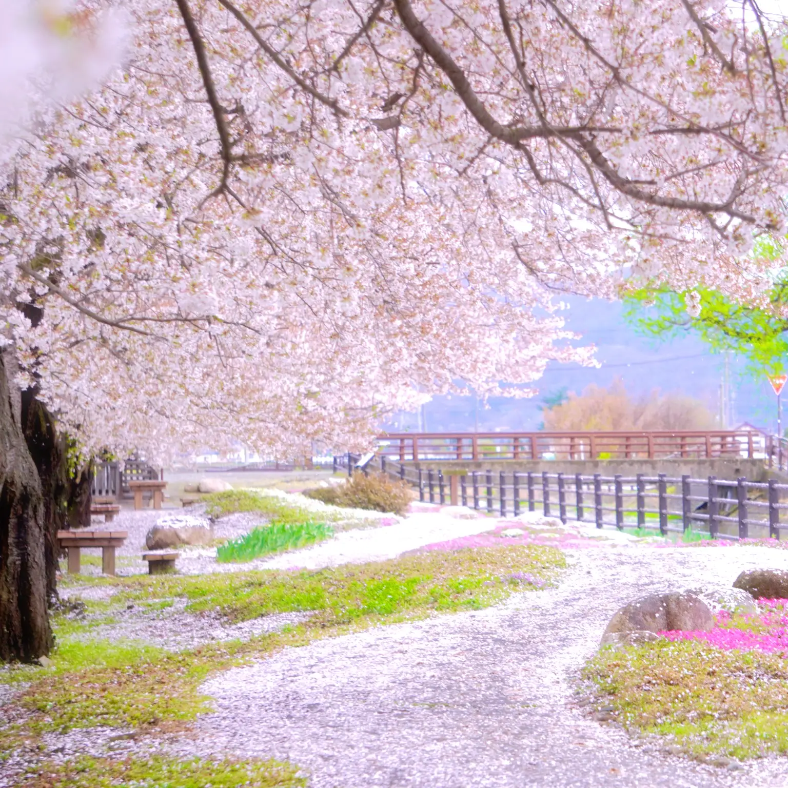 リアルな桜並木のトンネル桜じゅうたんの背景無料イラスト62409