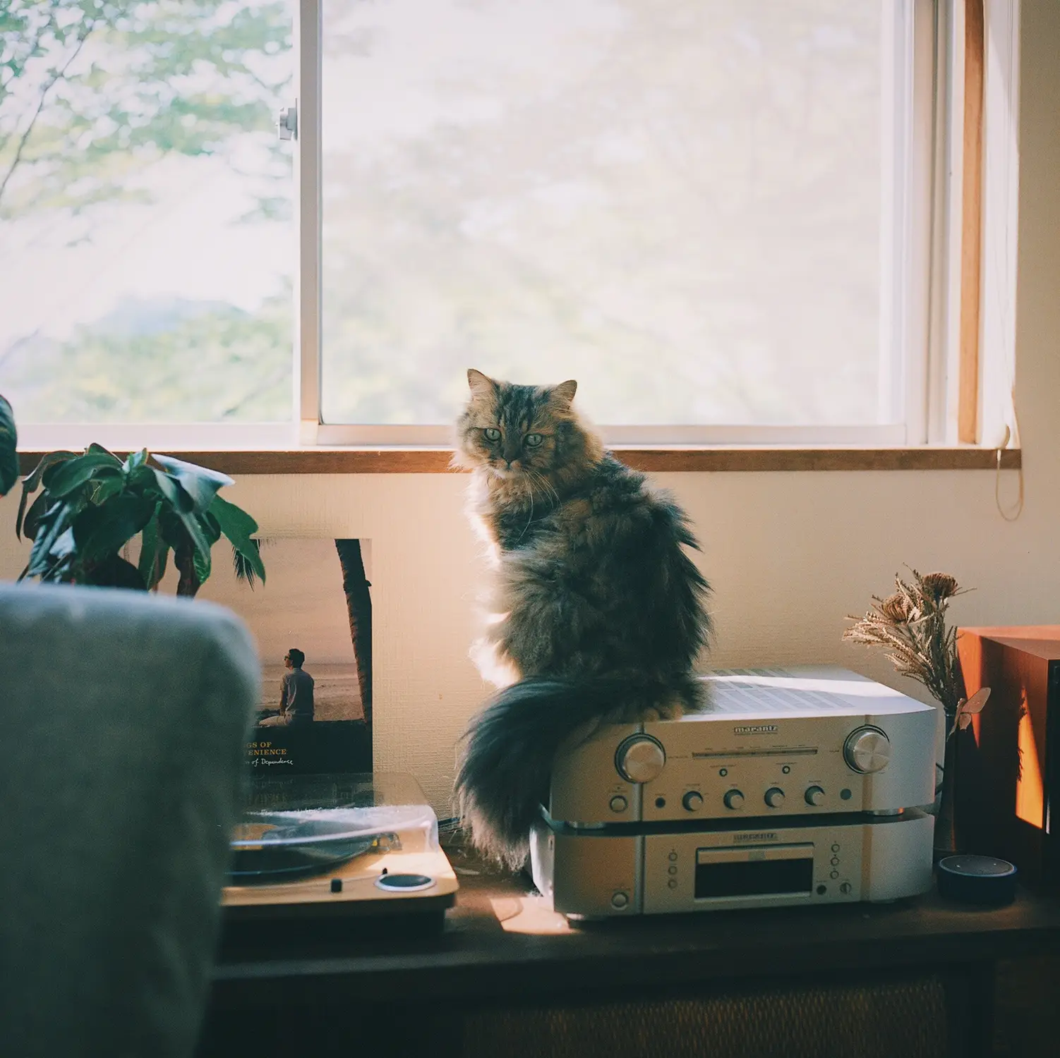 猫が暮らしにくれるもの | ogiekが投稿したフォトブック | Lemon8
