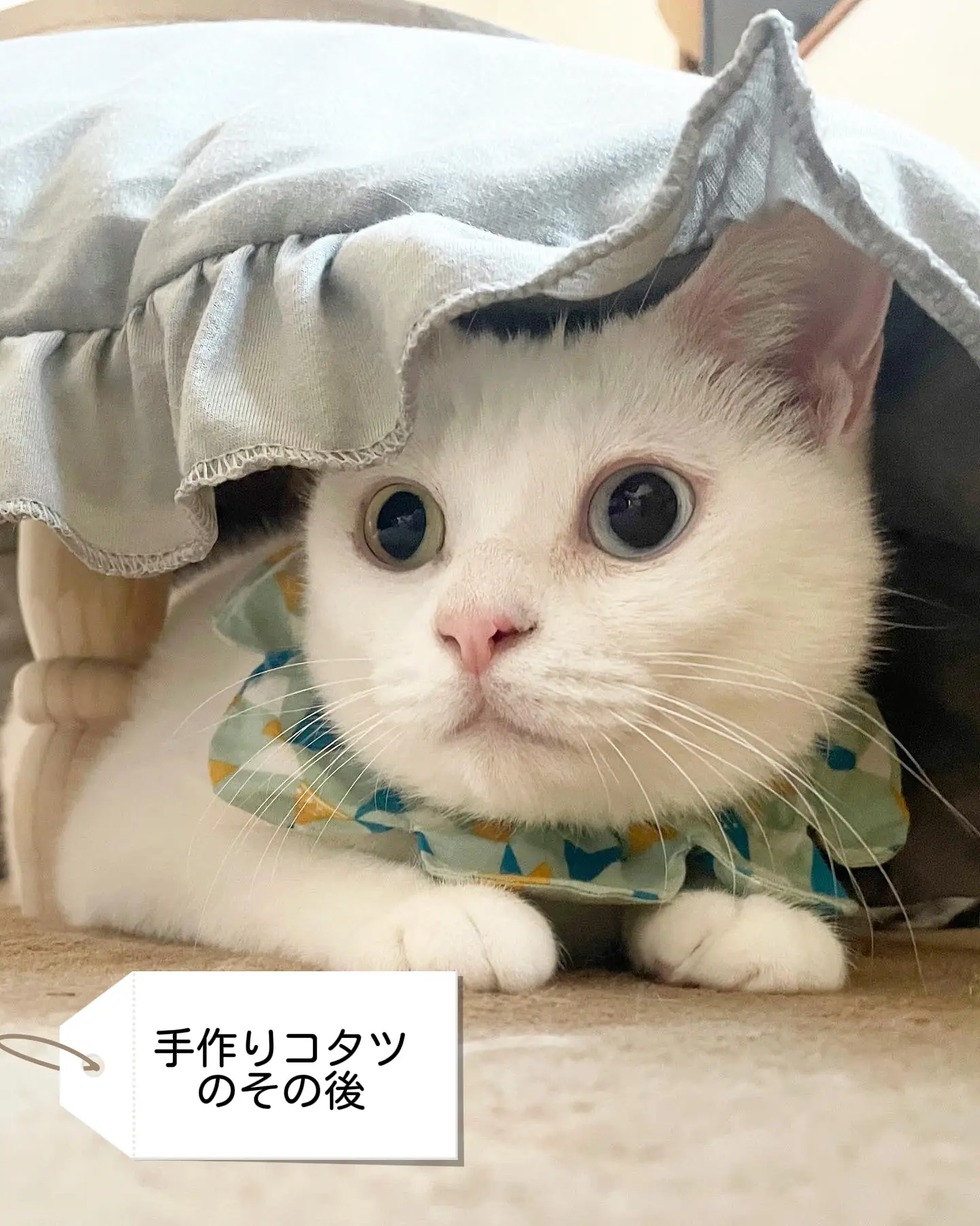 手作り猫用コタツ🐈 | mocotoが投稿したフォトブック | Lemon8