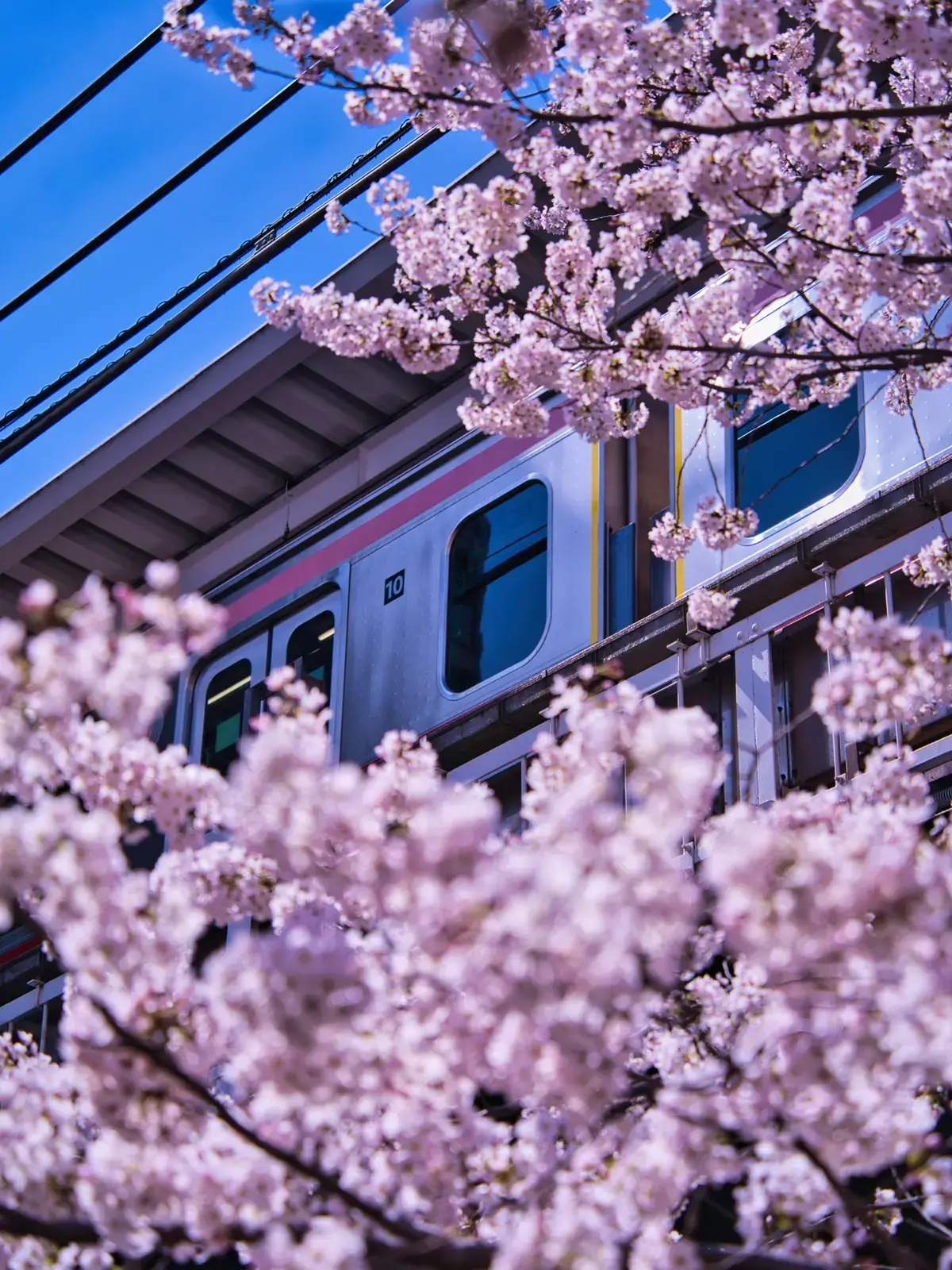 3/28 目黒川の桜が満開🌸 Part2 縦バージョン | tenpaland📸✈️が投稿