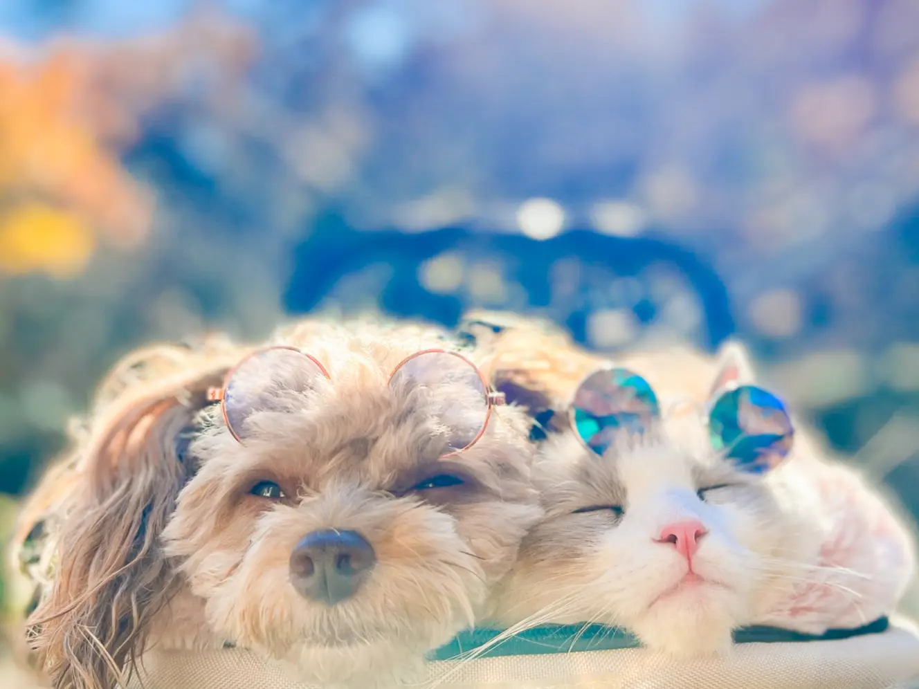 秋の日差しを浴びてほっこりする犬と猫🍁 | ぱるのえ♡北海道で暮らす