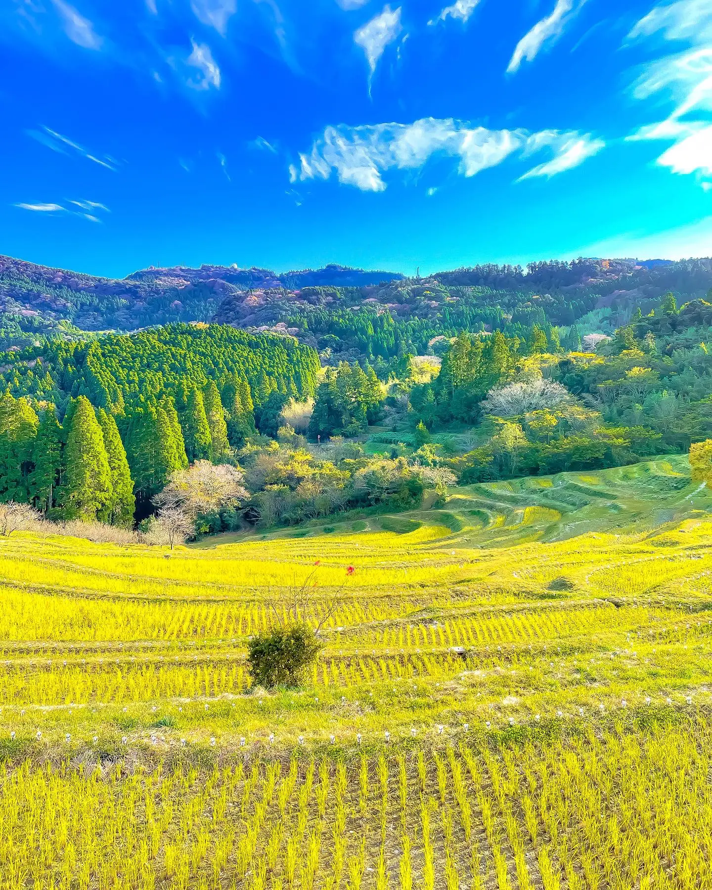 千葉】惚れ惚れしちゃう日本の里山・原風景💕🌈鴨川大山千枚田と棚田の