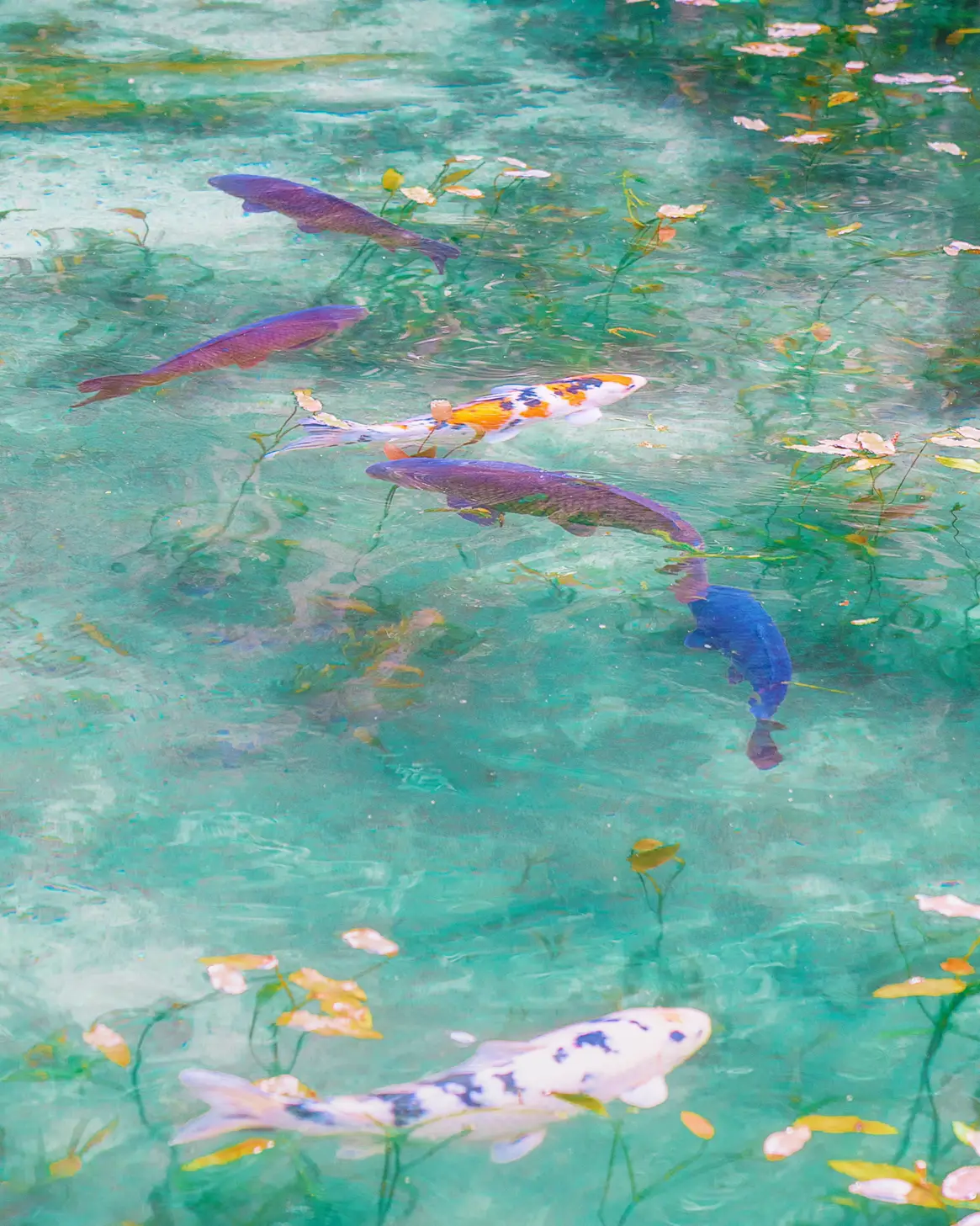 絵画「鴨の池の午後」　水彩画 絵画「鴨の池の午後」 水彩画 - メルカリ