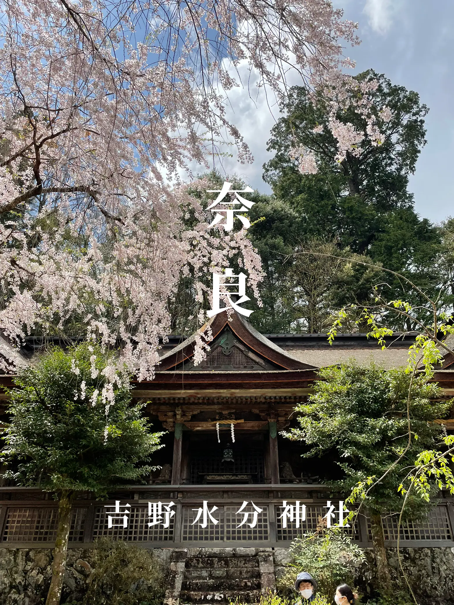 奈良】奥千本と一緒に訪れたい吉野山に佇む神秘的な神社 | sato8124が