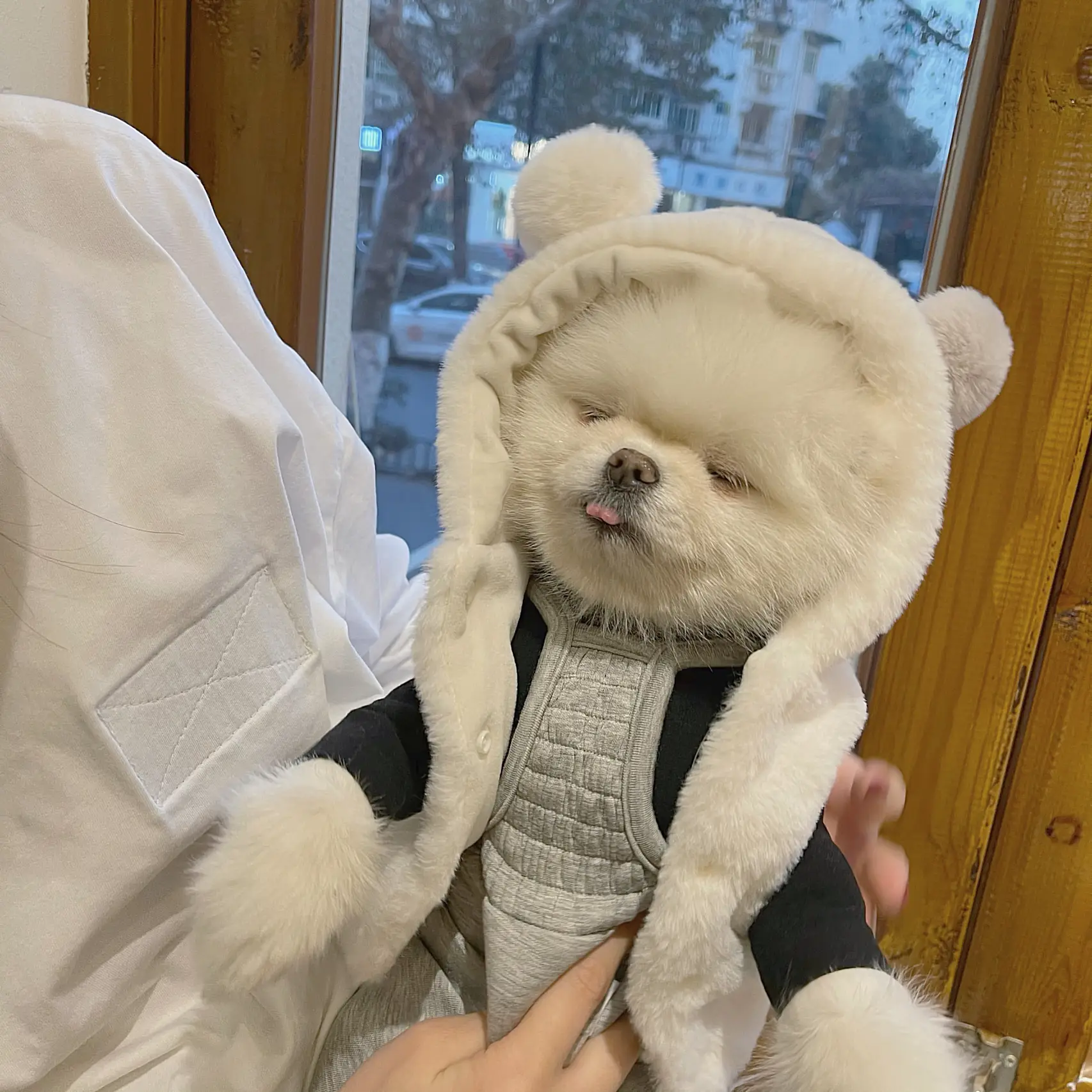 犬服 SS わんこの普段着くまの散歩