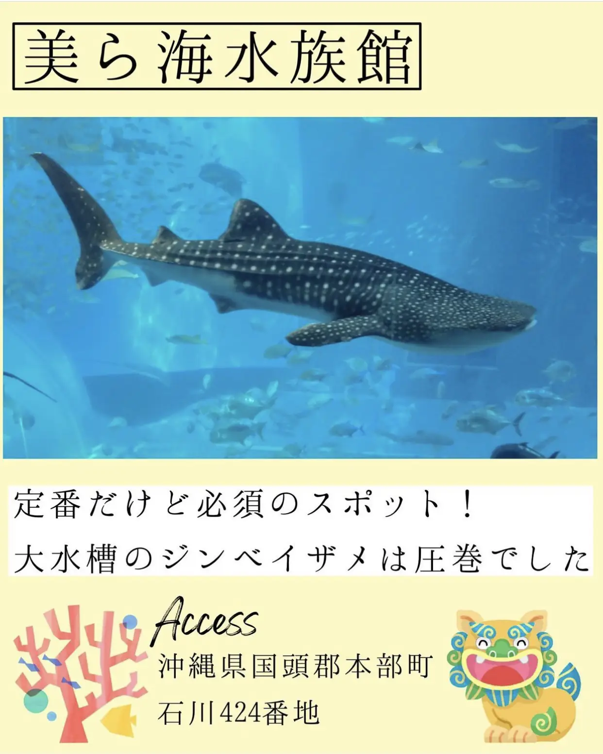 レア沖縄美ら海水族館 ジンベイジェット