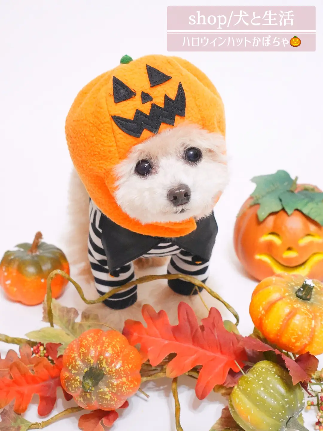 ハロウィン☆カボチャinお化けちゃん♡ ハロウィン かぼちゃお化けの木 （銅ベース） ステンドグラス
