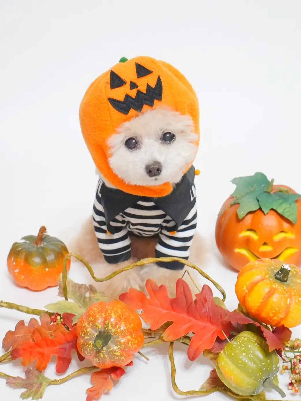 shop犬と生活/🎃被り物⭐︎たった3秒でハロウィン仮装できちゃう