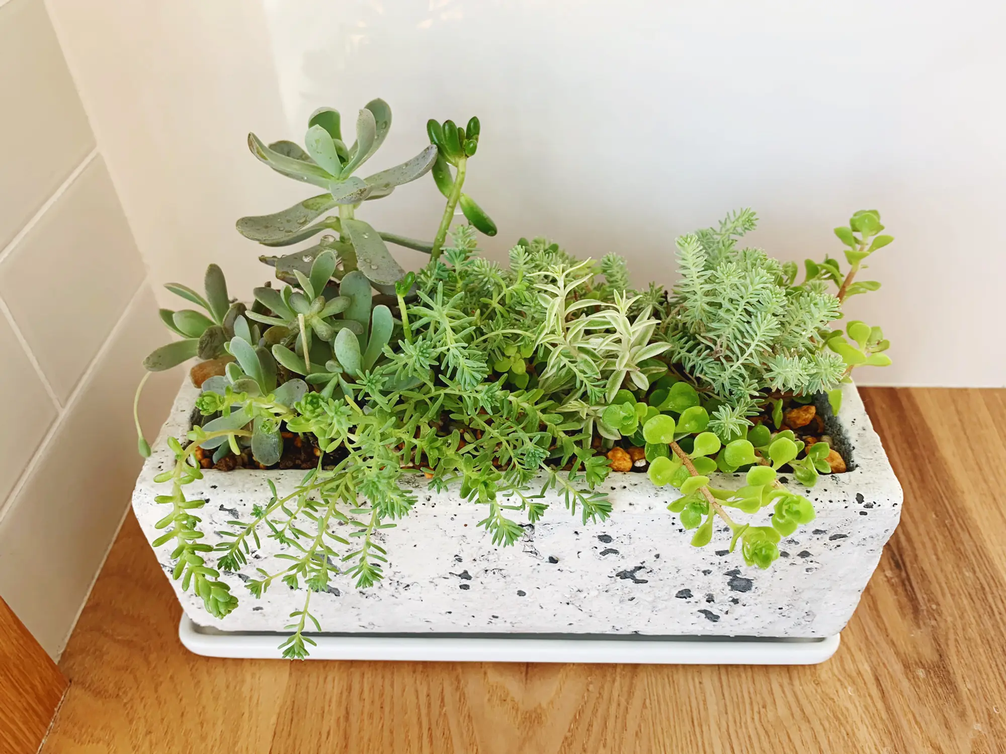 ⭐観葉植物⭐多肉植物⭐ガーデニング⭐プランター⭐寄せ植え 味わい深い