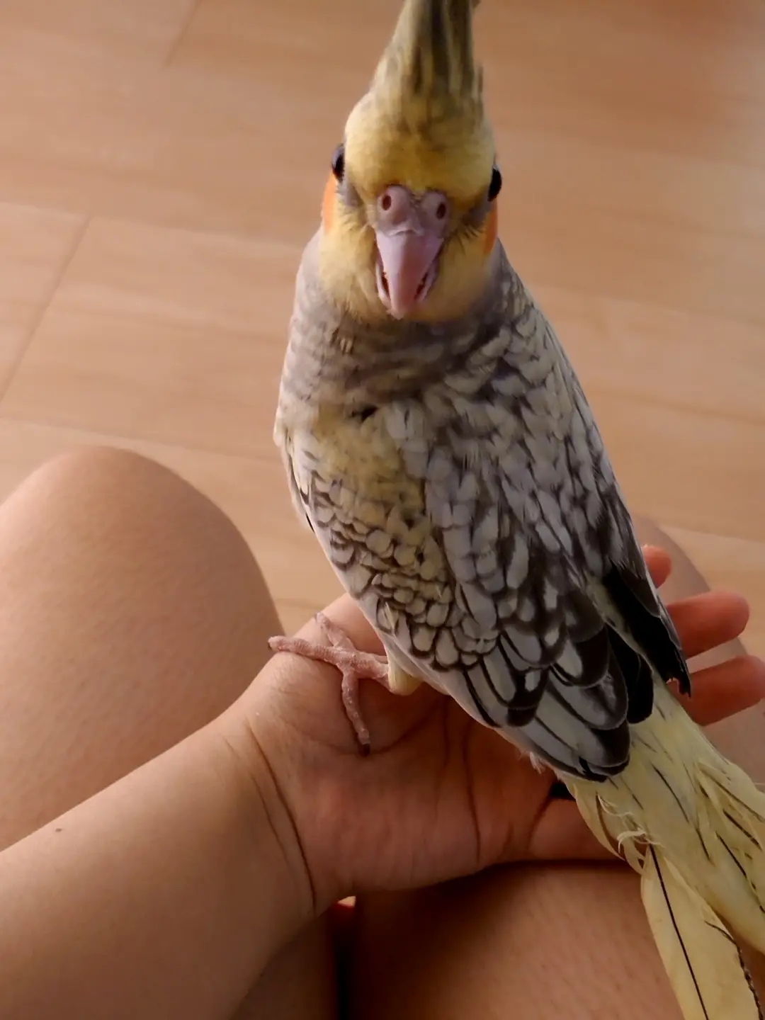 うちのオカメインコ | あいあいが投稿したフォトブック | Lemon8