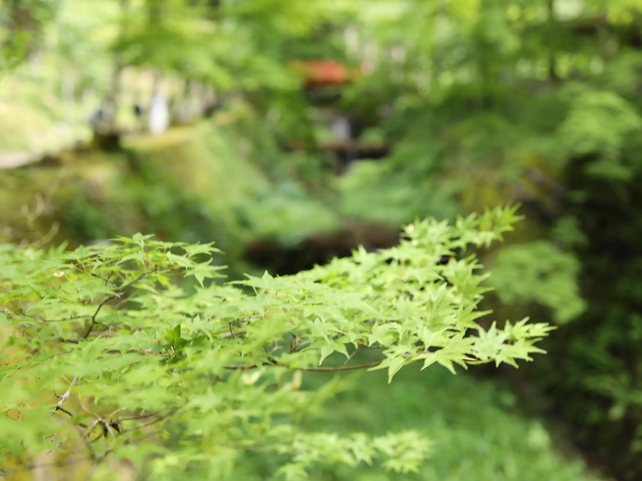 京都]新緑の「三千院」のわらべ地蔵さんに癒される💕💕💕 | あろはれ