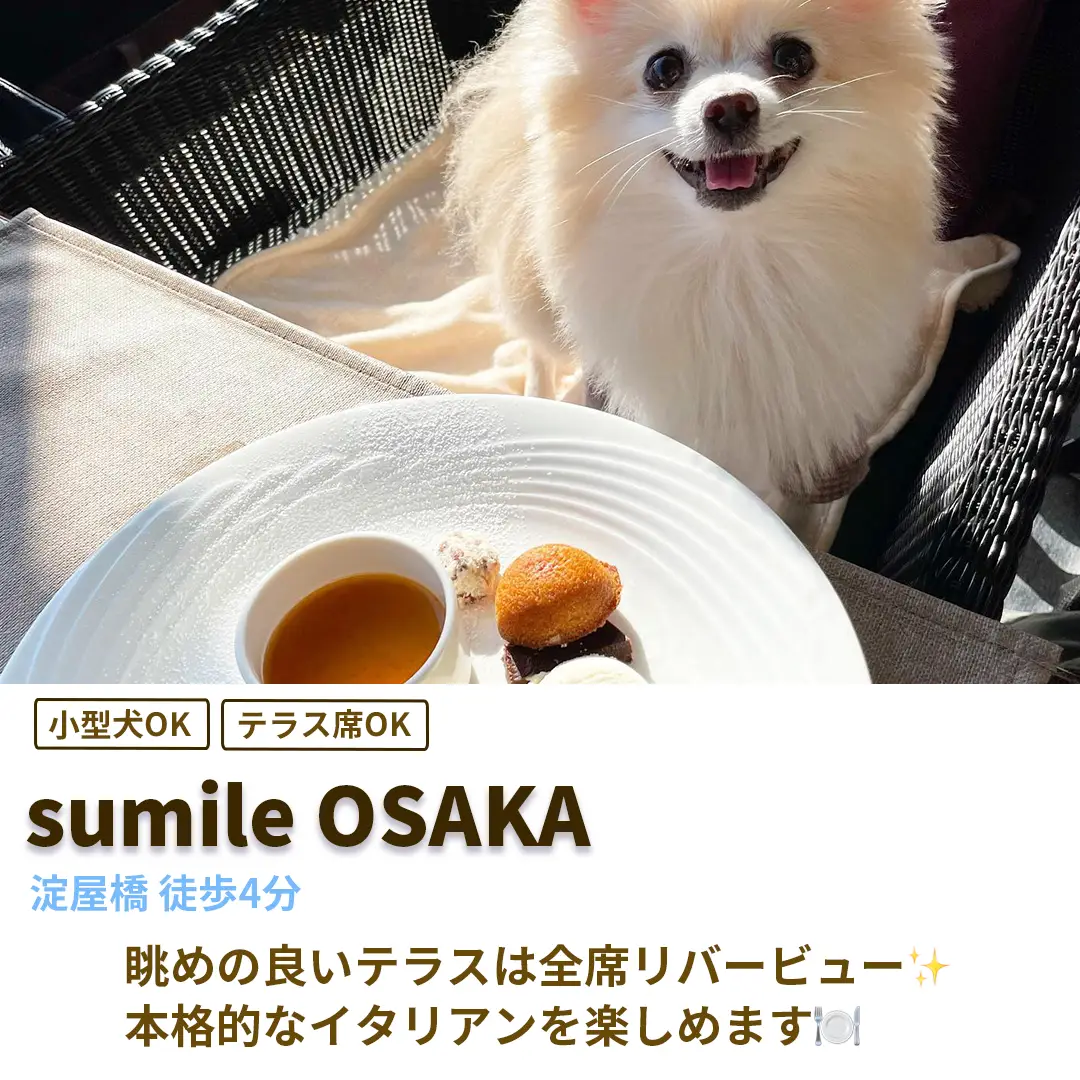 大阪のわんこOKカフェまとめ | Petcy_officialが投稿したフォトブック